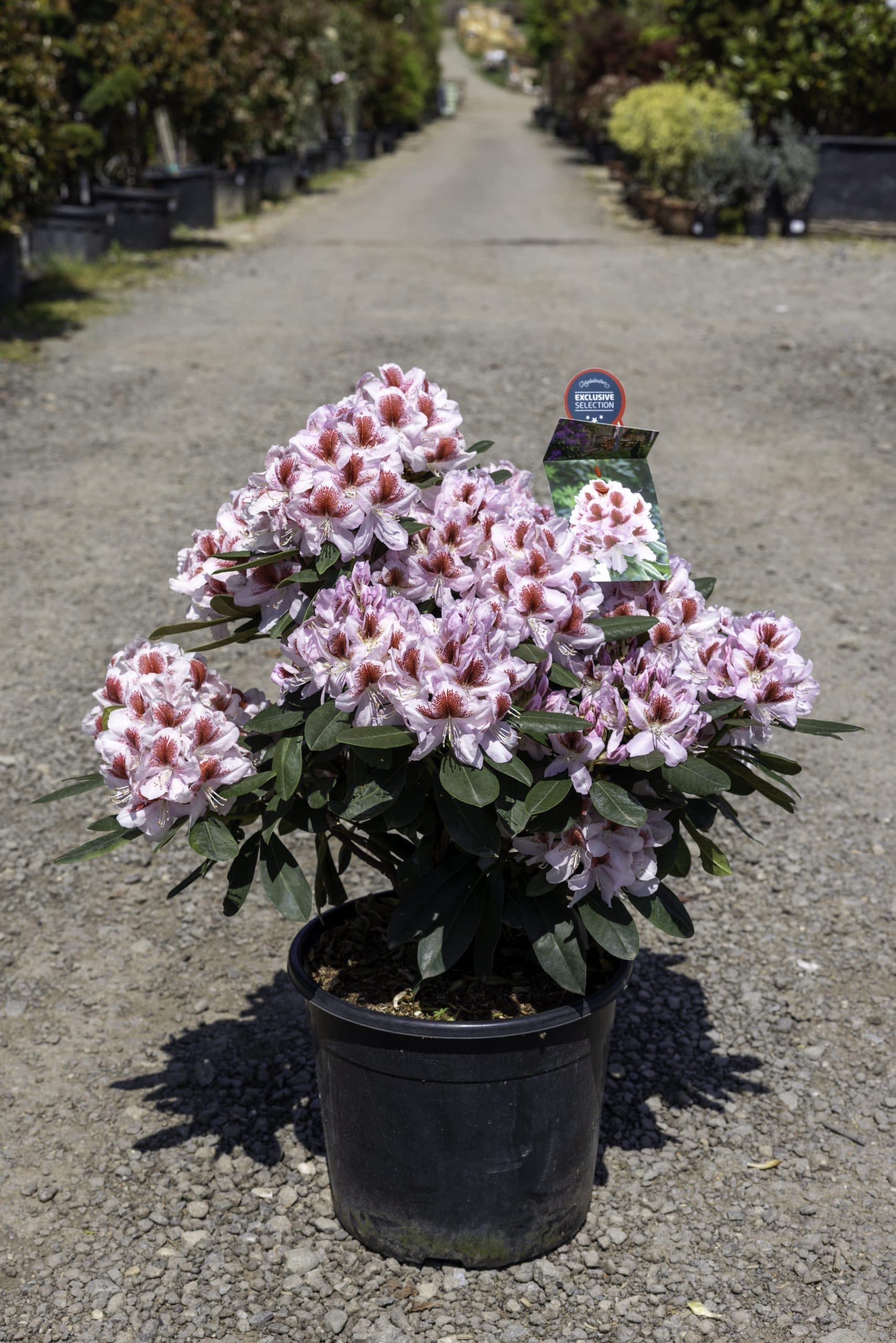 Rododendron bicolor (Rhododendron bicolor mix)