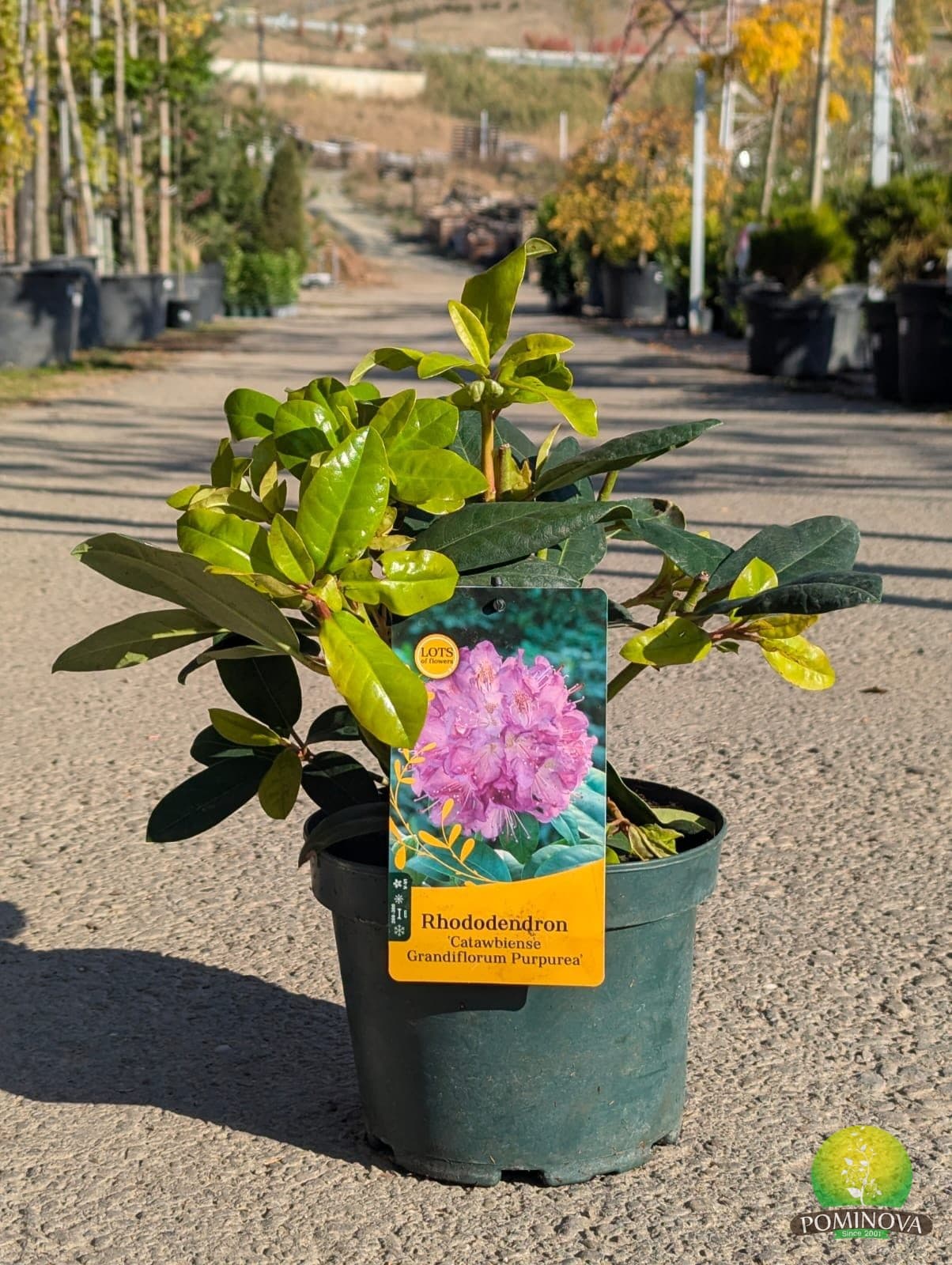 Rododendron ‘Grandiflorum’ (Rhododendron catawbiense ‘Grandiflorum') - imagine 1