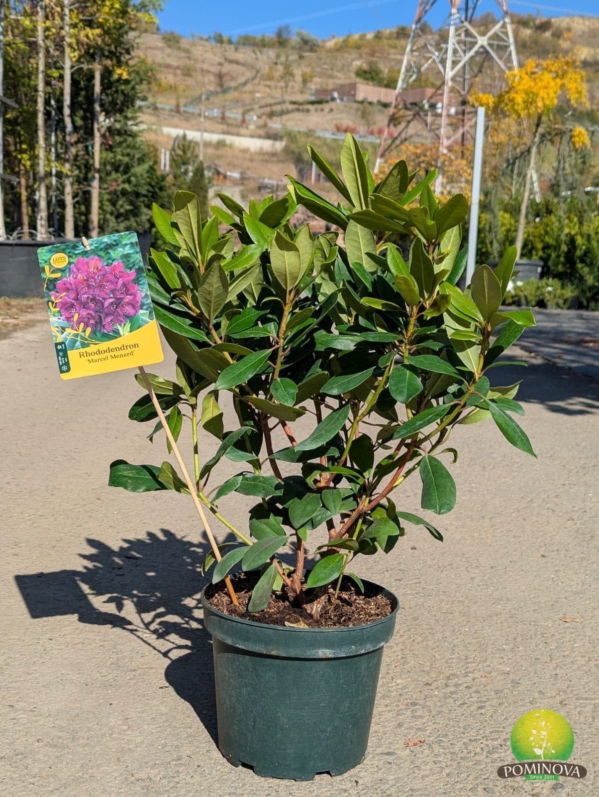 Rododendron ‘Marcel Menard’ (Rhododendron ‘Marcel Menard’) - imagine 1