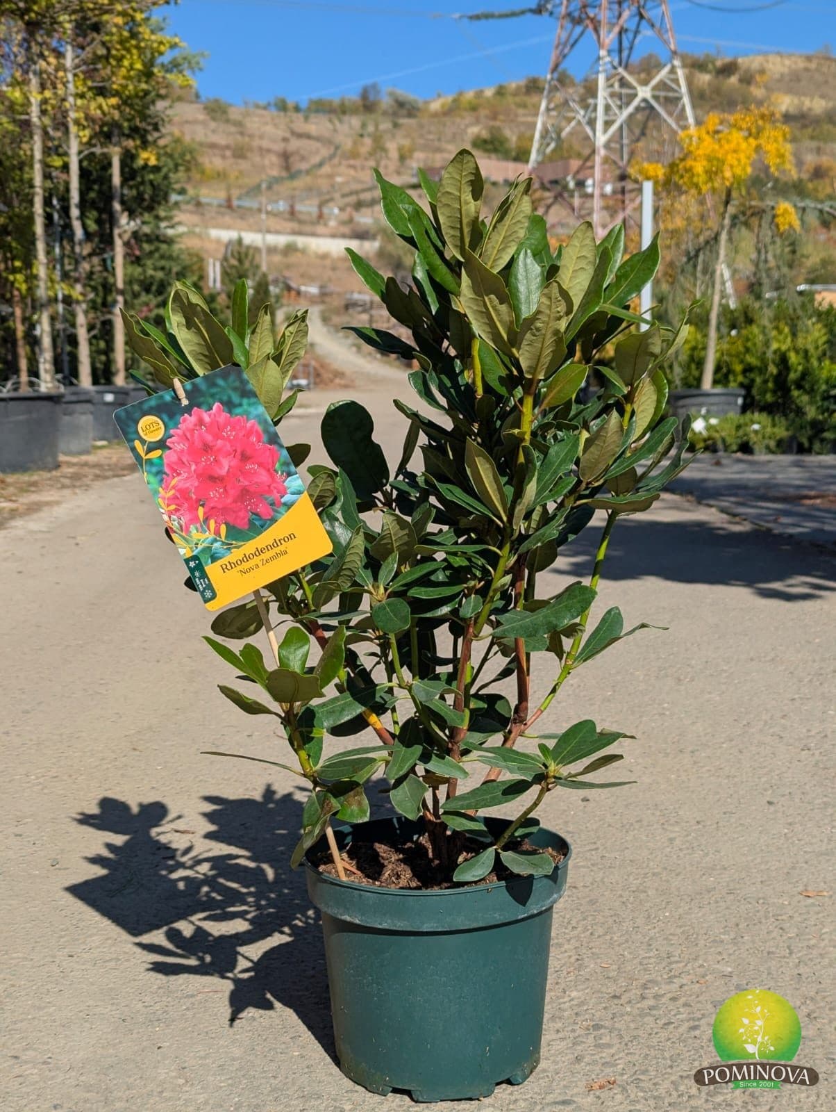 Rododendron ‘Nova Zembla’ - imagine 1