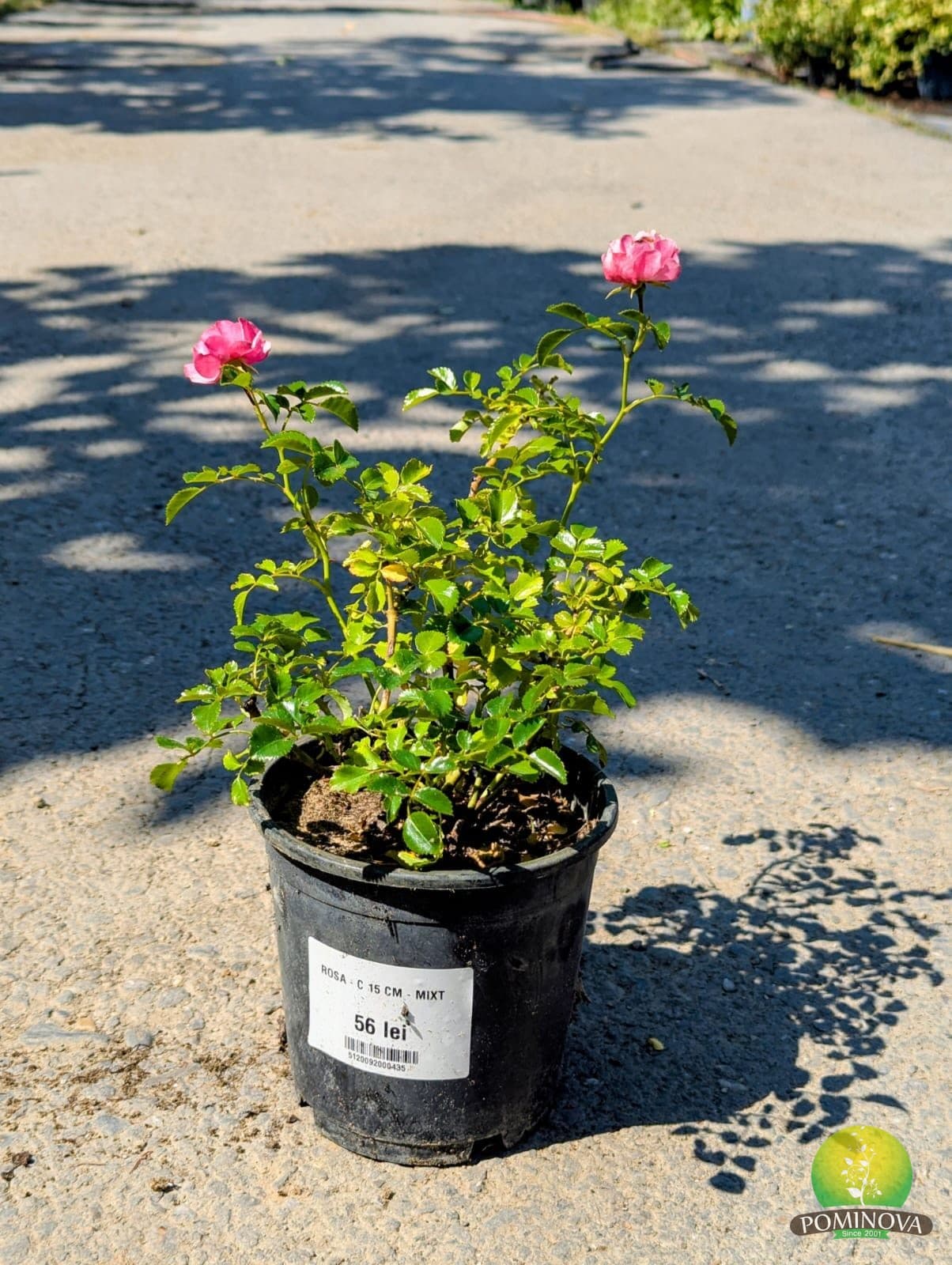 Trandafir târâtor (Rosa 'The Fairy') — imagine 1
