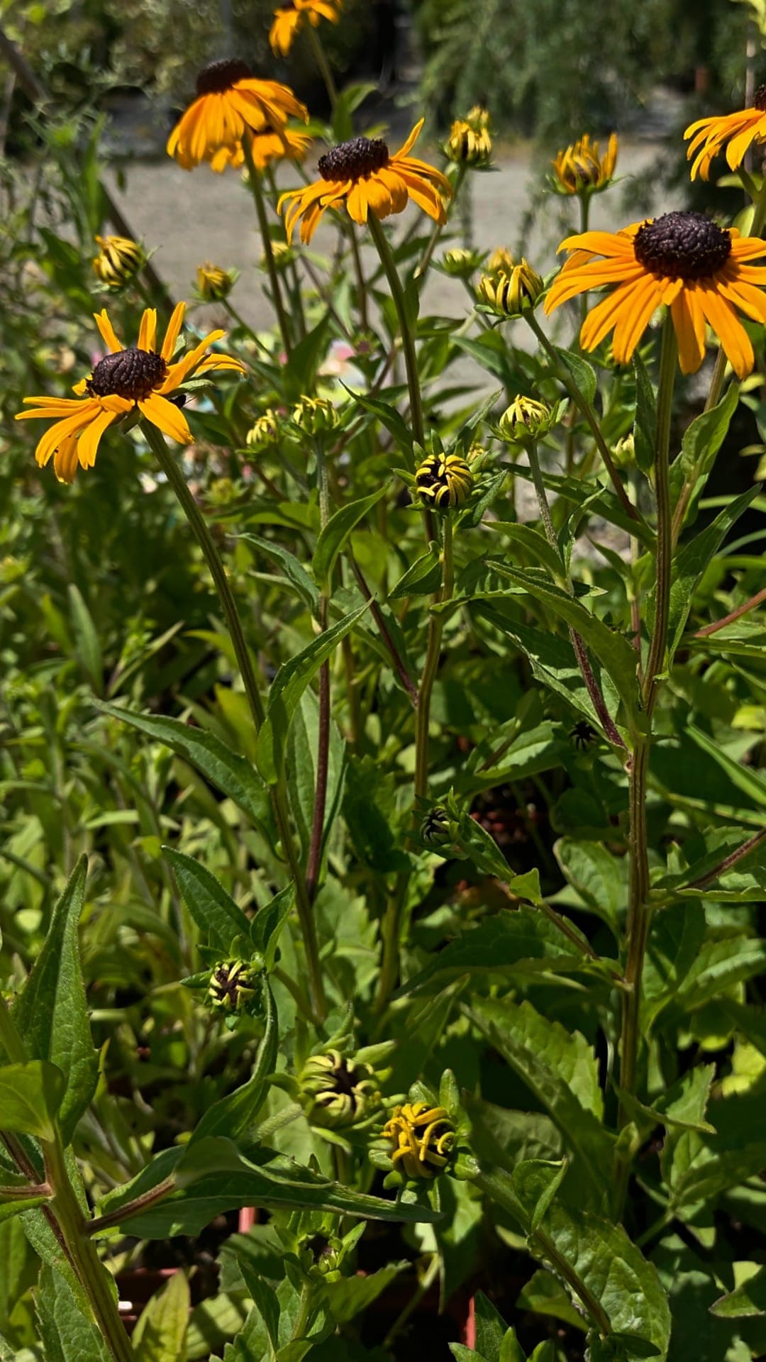 Rudbeckia fulgida 'Goldsturm'