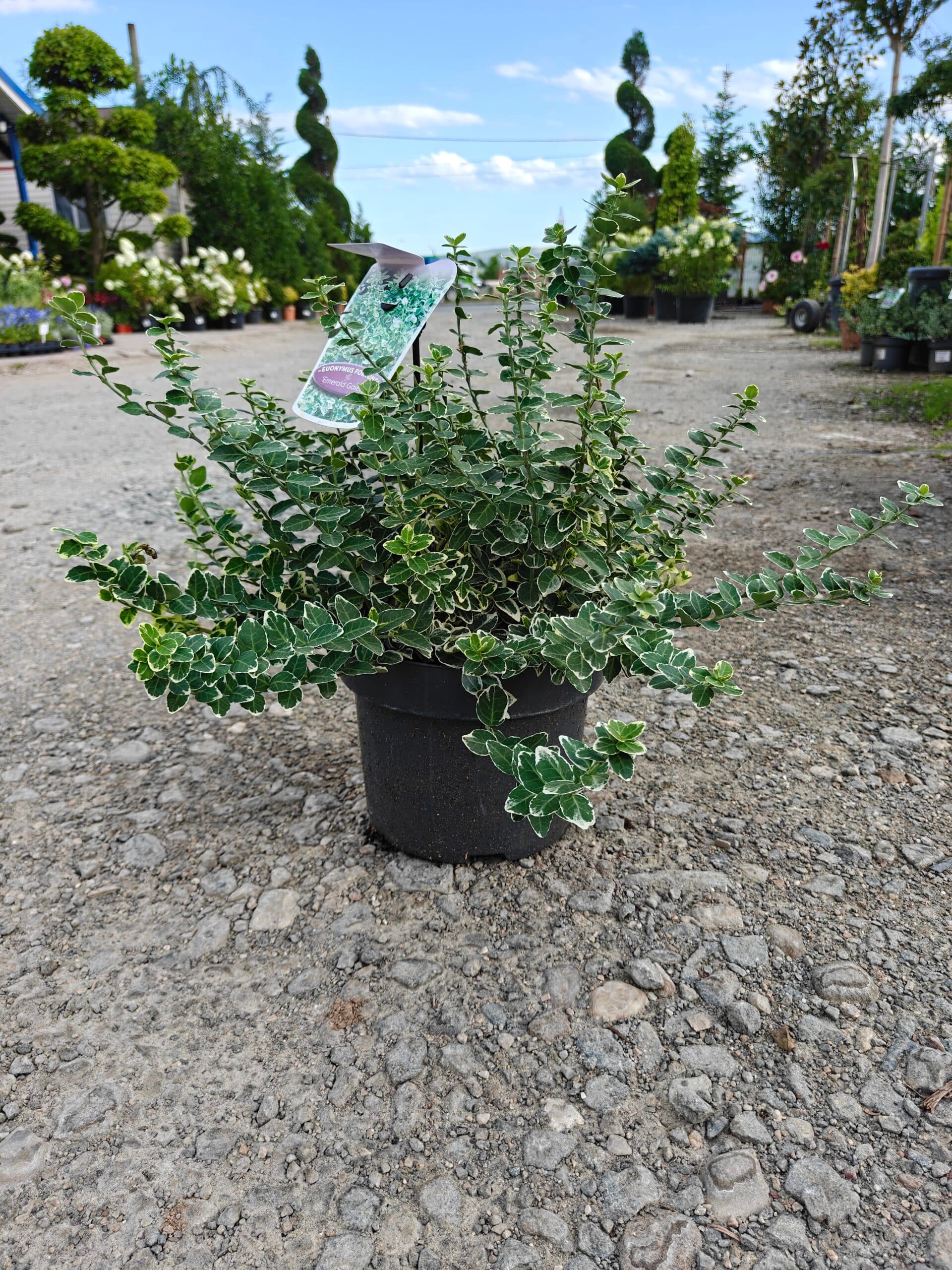 Salbă de aur - Diferite specii (Euonymus fortunei) — imagine 1