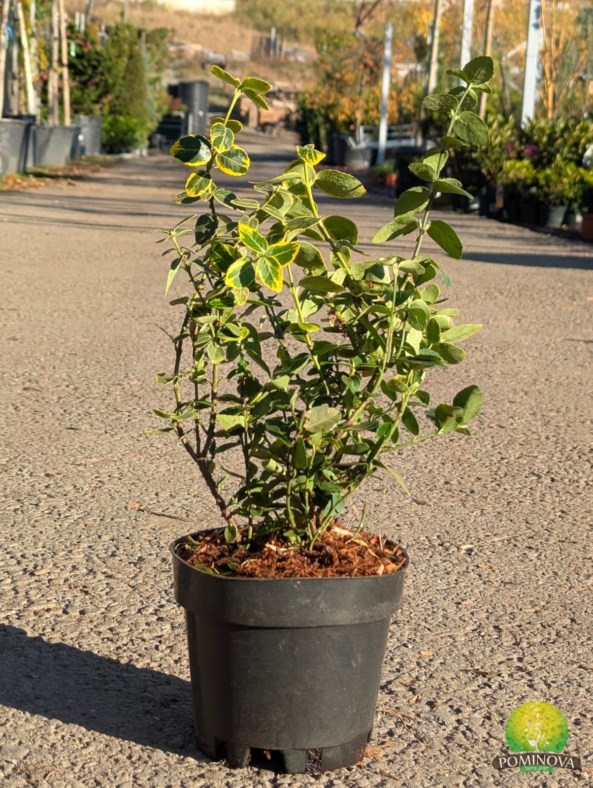 Salbă târâtoare ‘Canadale Gold’ (Euonymus fortunei ‘Canadale Gold’) - imagine 1
