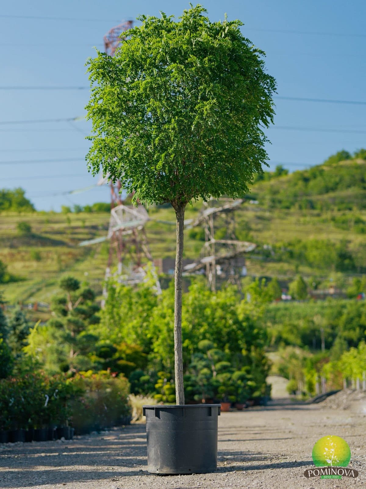 Salcâm globular (Robinia pseudoacacia 'Umbraculifera') — imagine 1