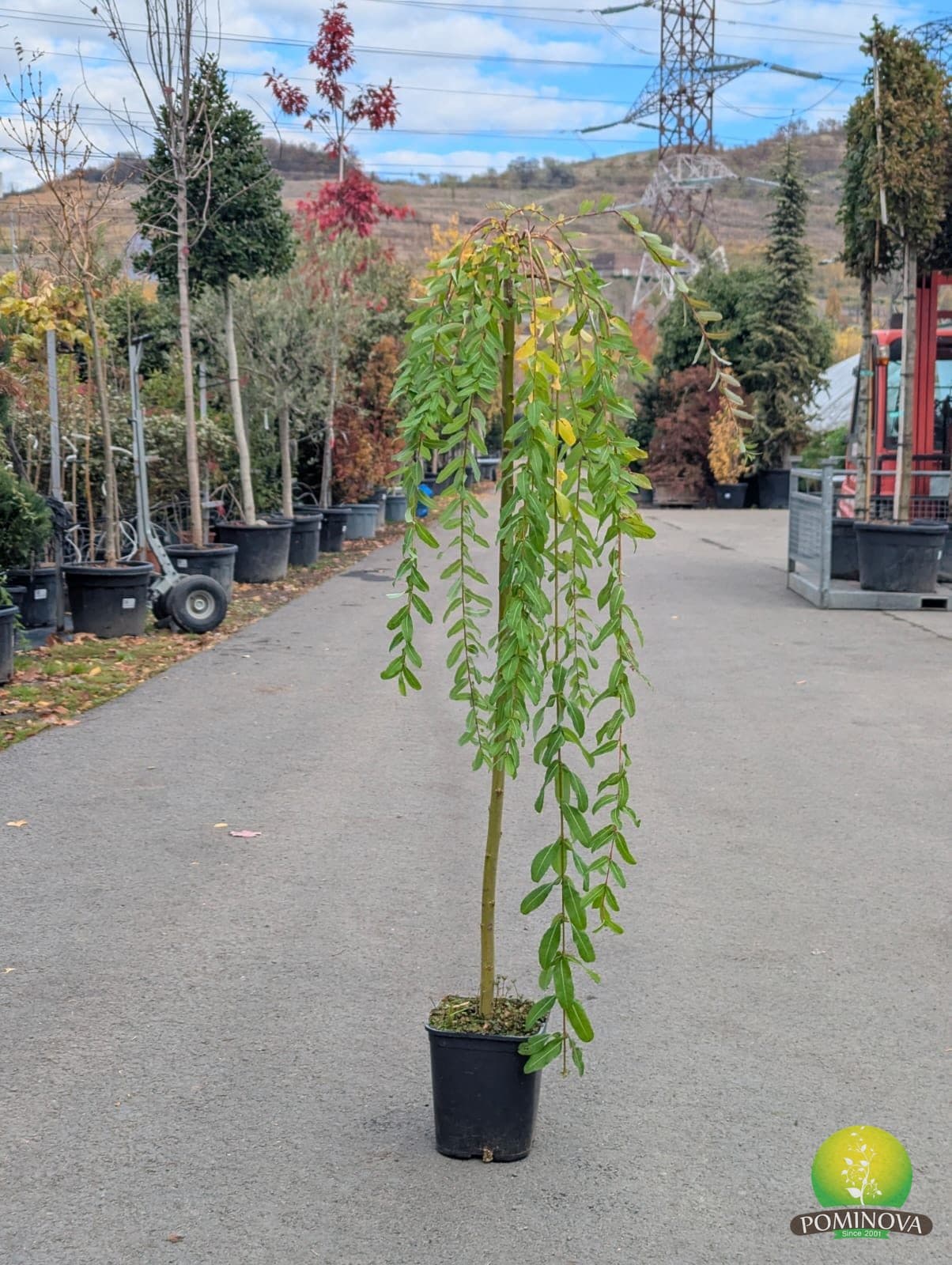 Salcie cu frunze întregi pendulă (Salix integra ‘Pendula’)