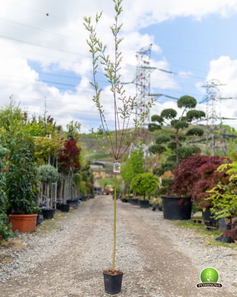 Salcie japoneză (Salix integra 'Hakuro Nishiki')