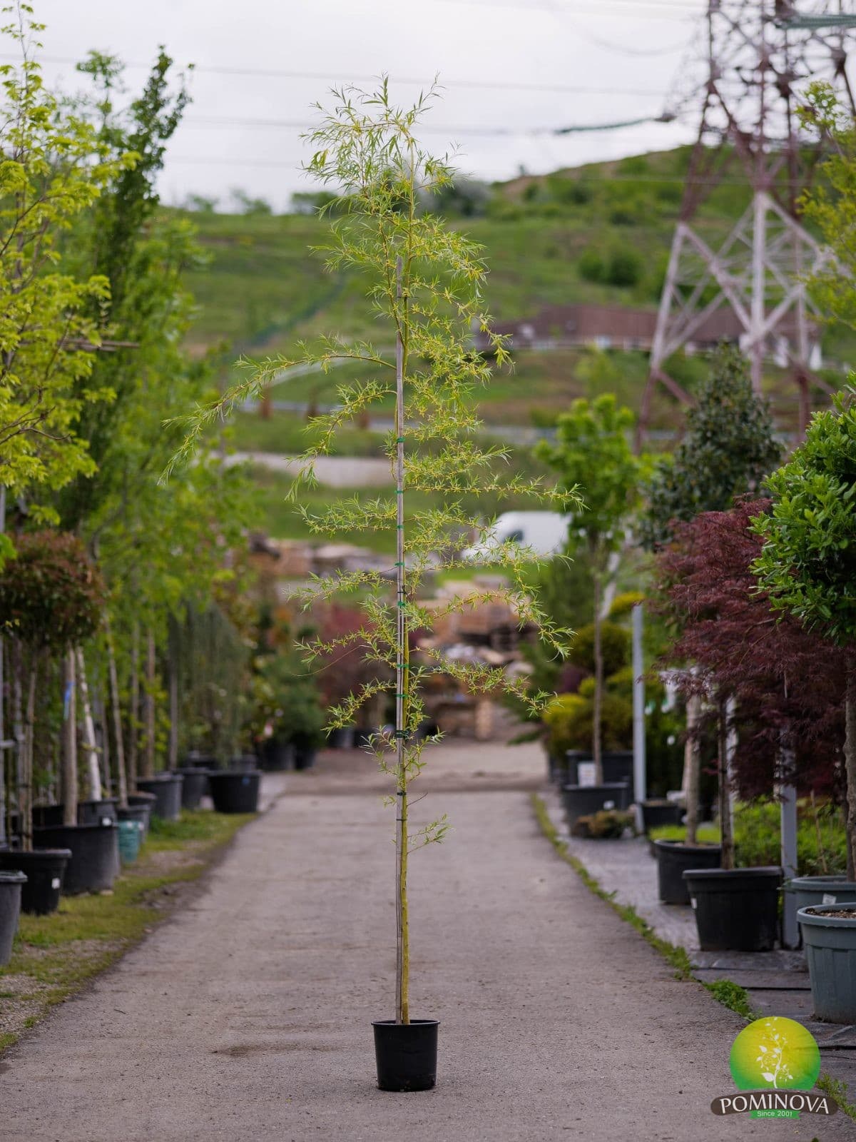 Salcie plângătoare (Salix alba tristis) — imagine 1
