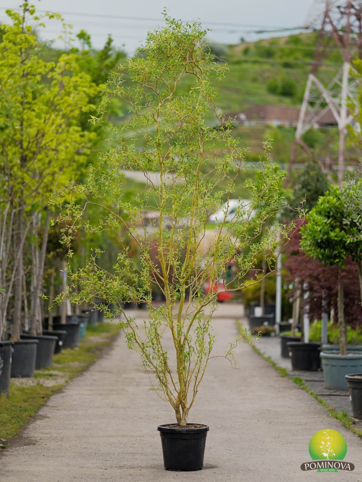 Salcie creață (Salix matsudana 'Tortuosa Aurea') — imagine 1