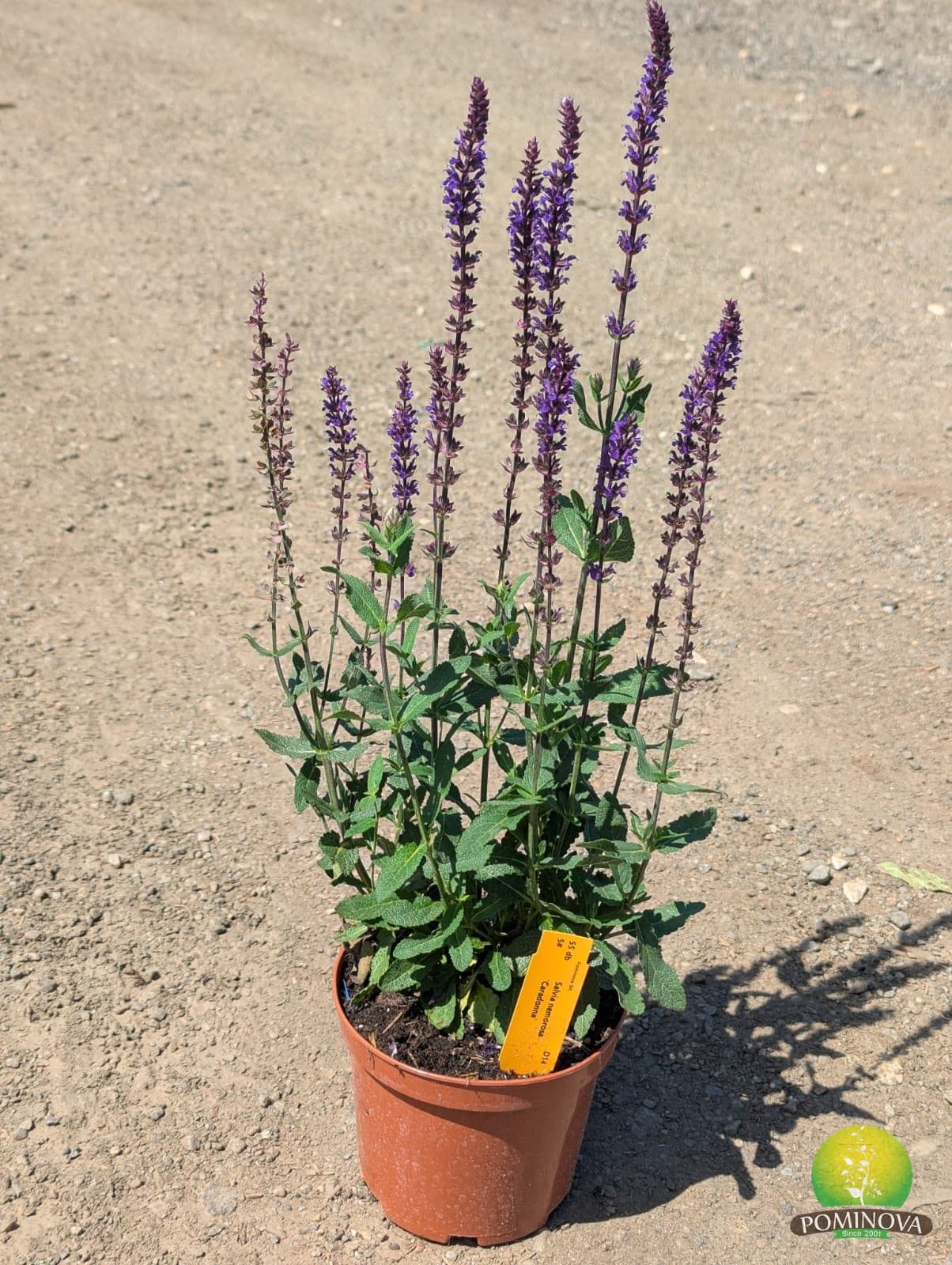Salvie ornamentală (Salvia nemorosa 'Caradonna')
