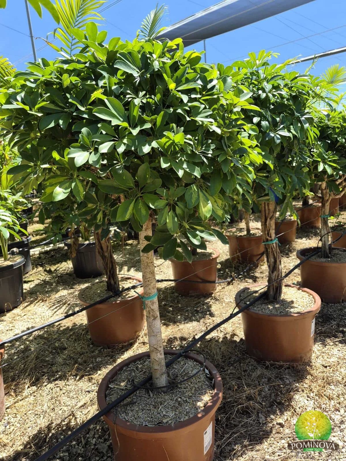Schefflera arboricola ‘Gold Capella’ — imagine 1