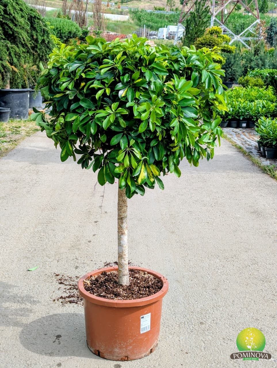 Schefflera arboricola ‘Gold Capella’ — imagine 1