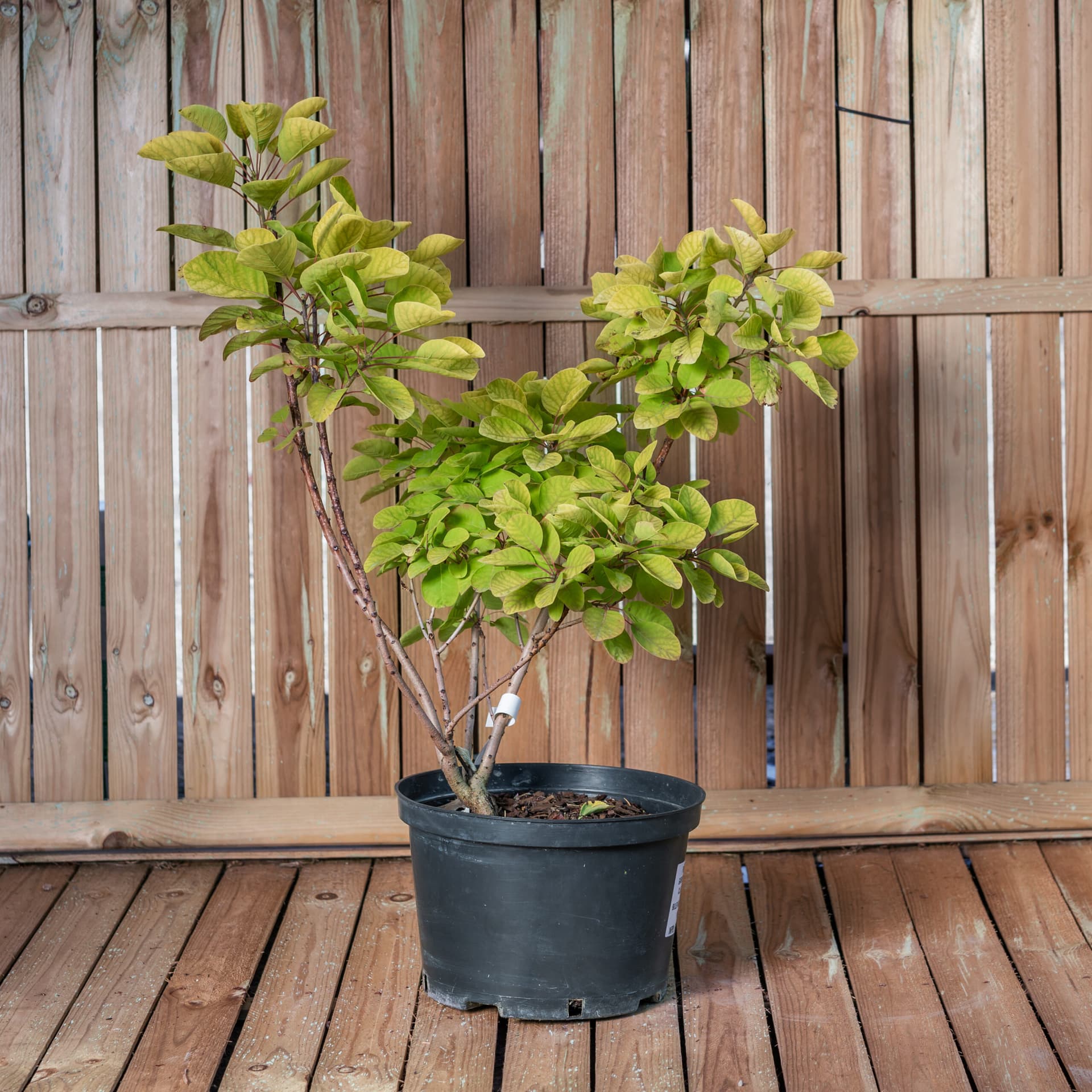Scumpie aurie (Cotinus coggygria 'Golden Spirit')