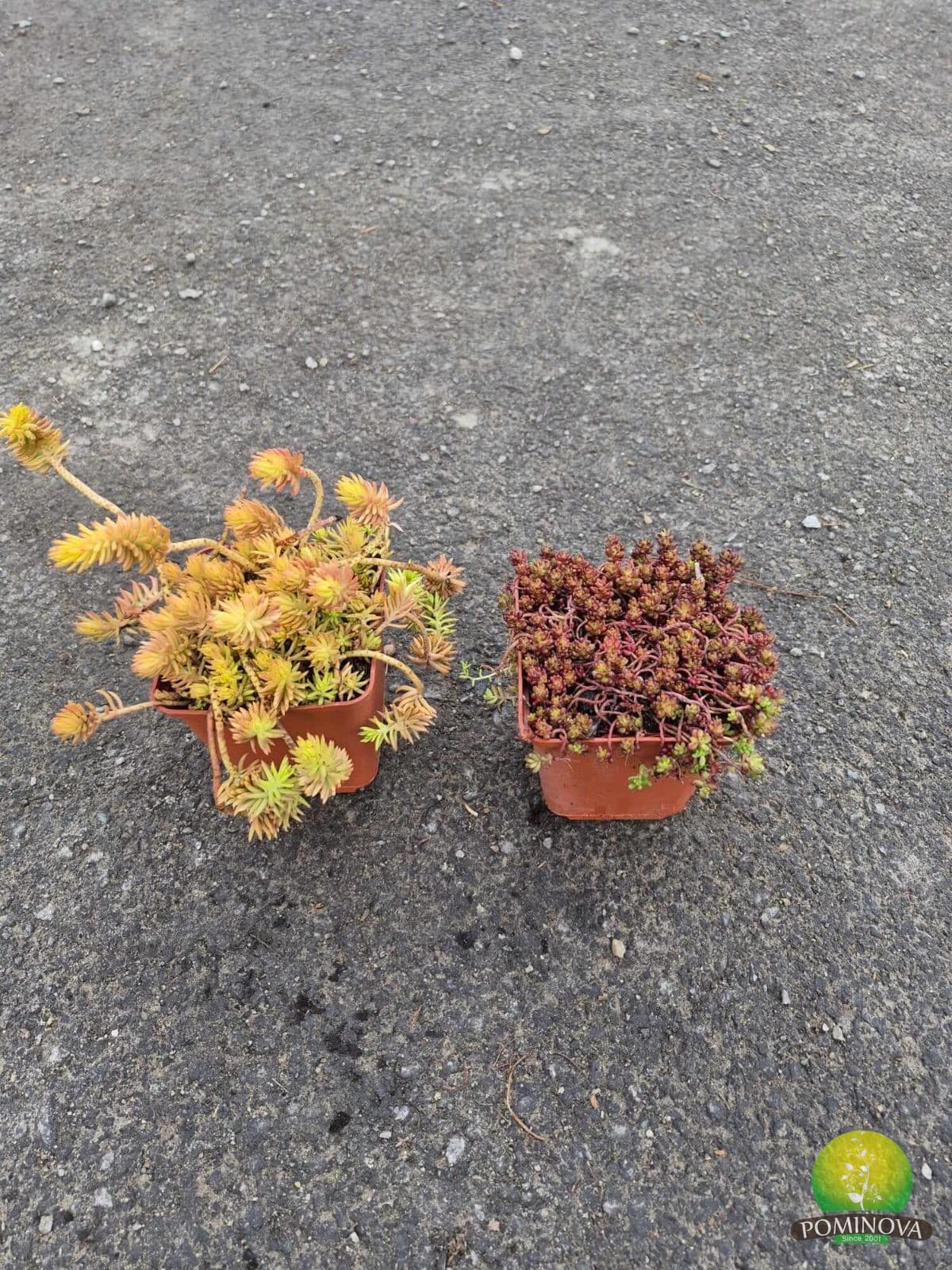 Sedum spp. — imagine 1