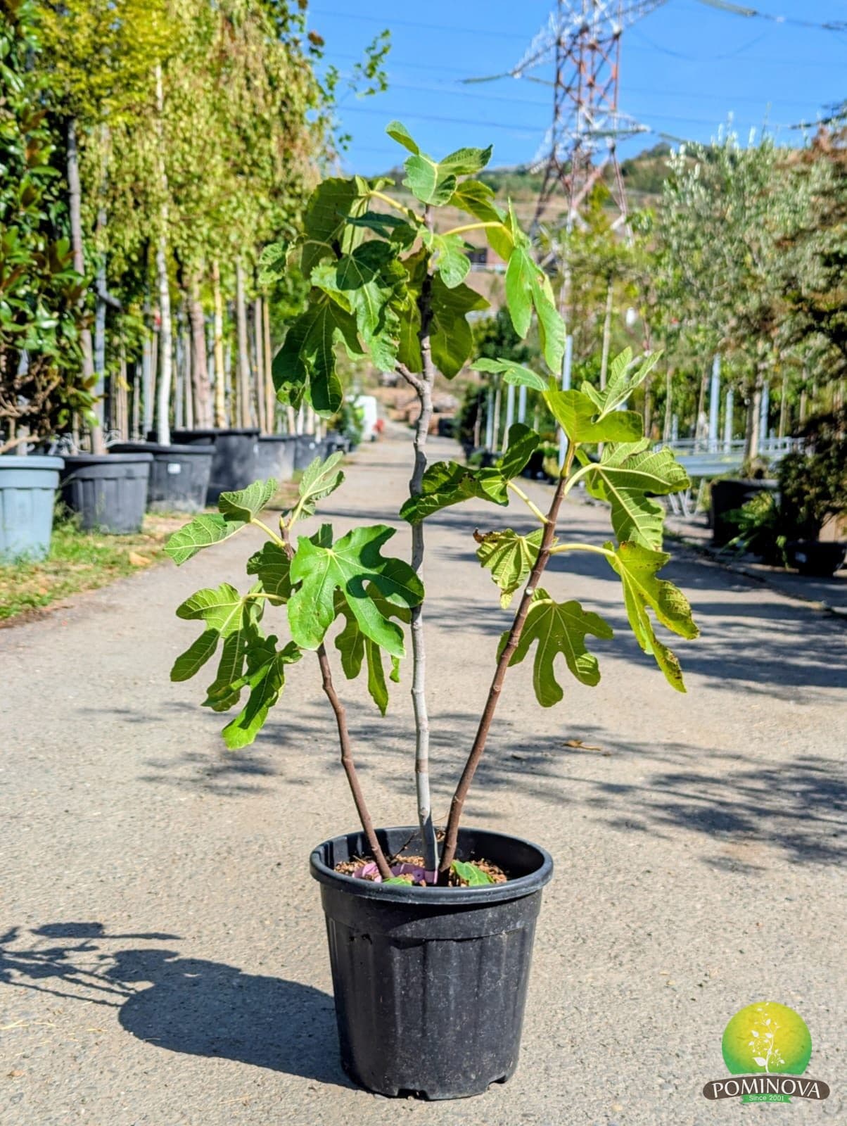 Smochin (Ficus carica) - imagine 4