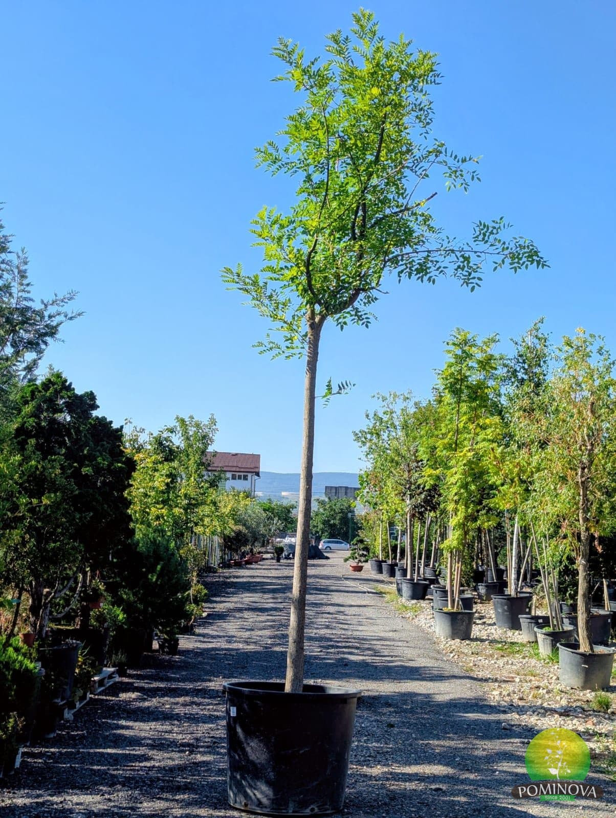 Sophora japonica 'Regent' — imagine 1