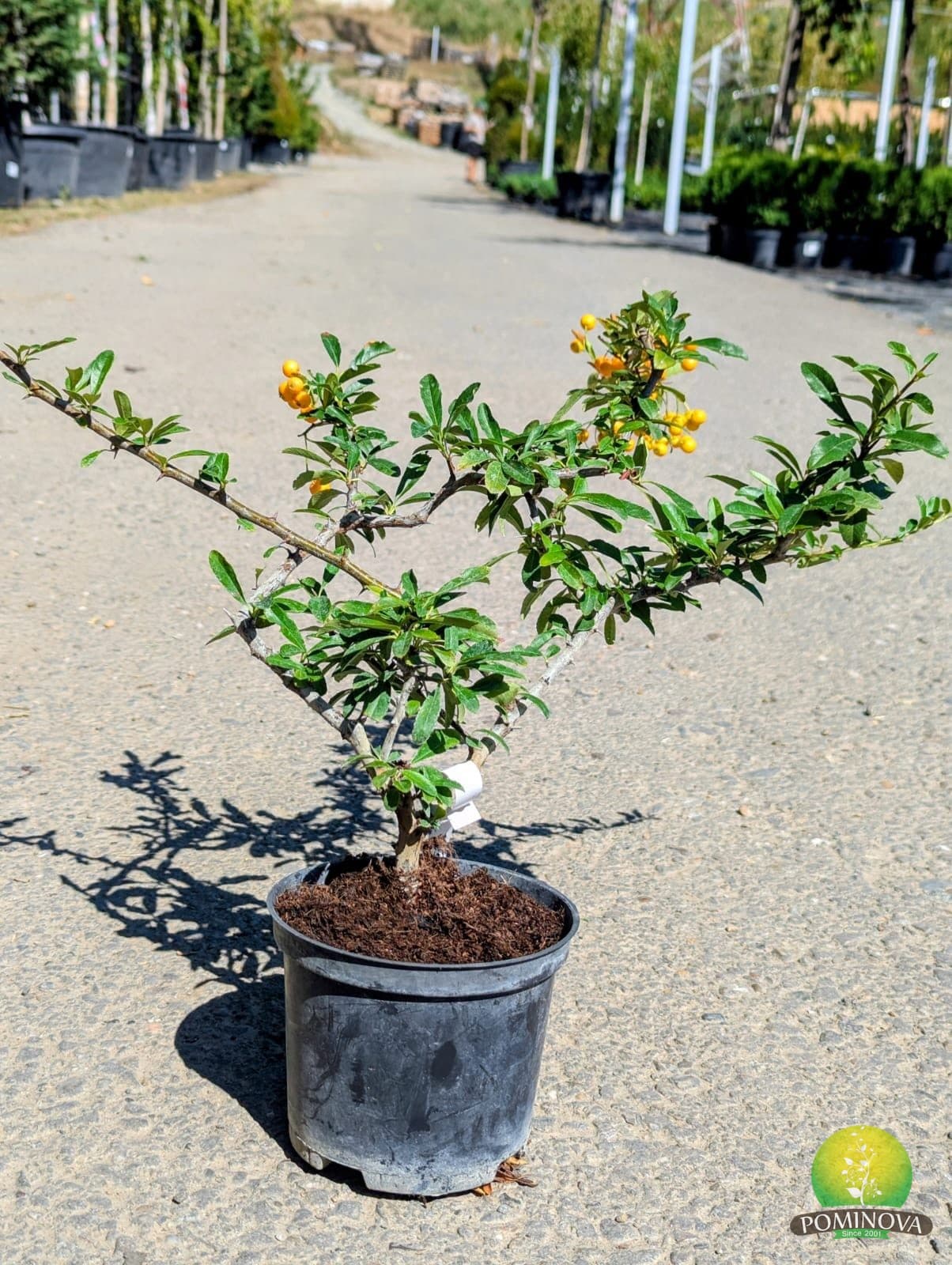 Spin de foc (Pyracantha sp.) - imagine 1