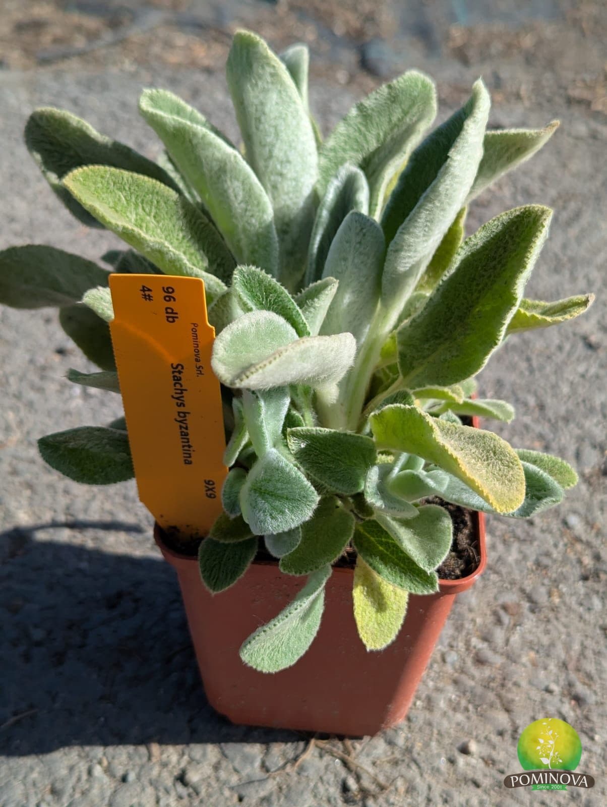 Stachys Byzantina (Stachys byzantina) — imagine 1