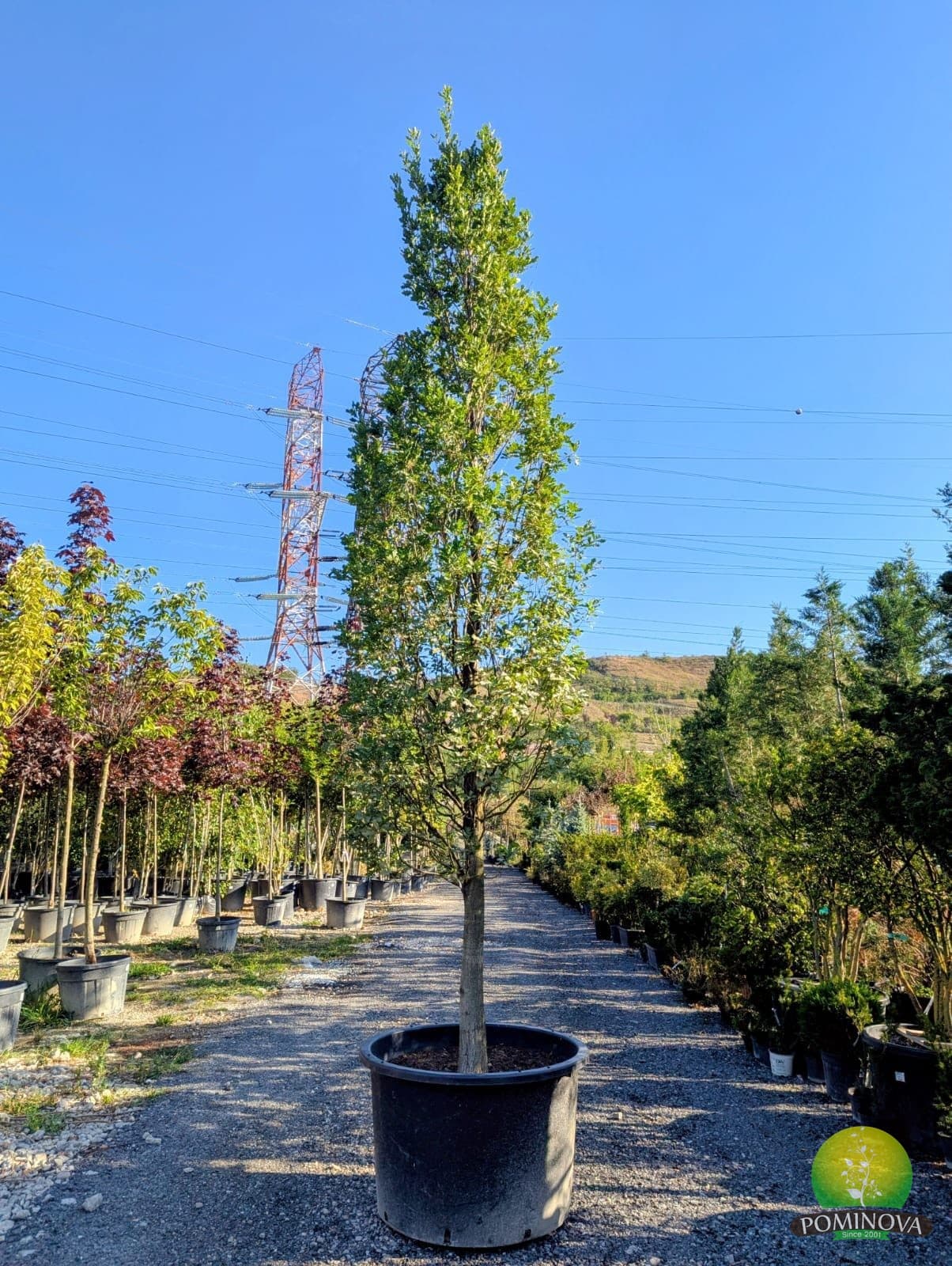 Stejar columnar (Quercus robur 'Fastigiata') — imagine 1