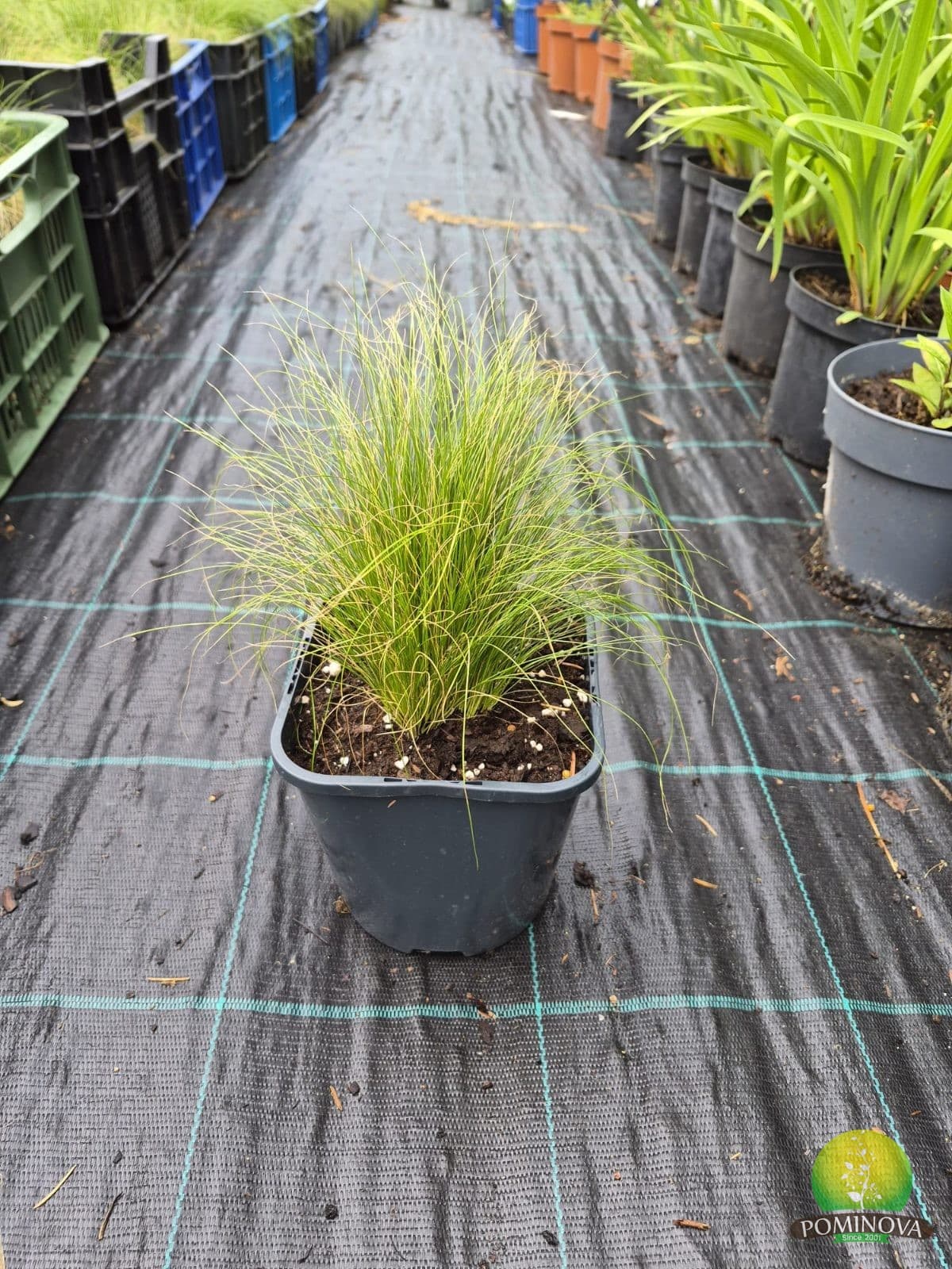 Stipa tenuissima — imagine 1