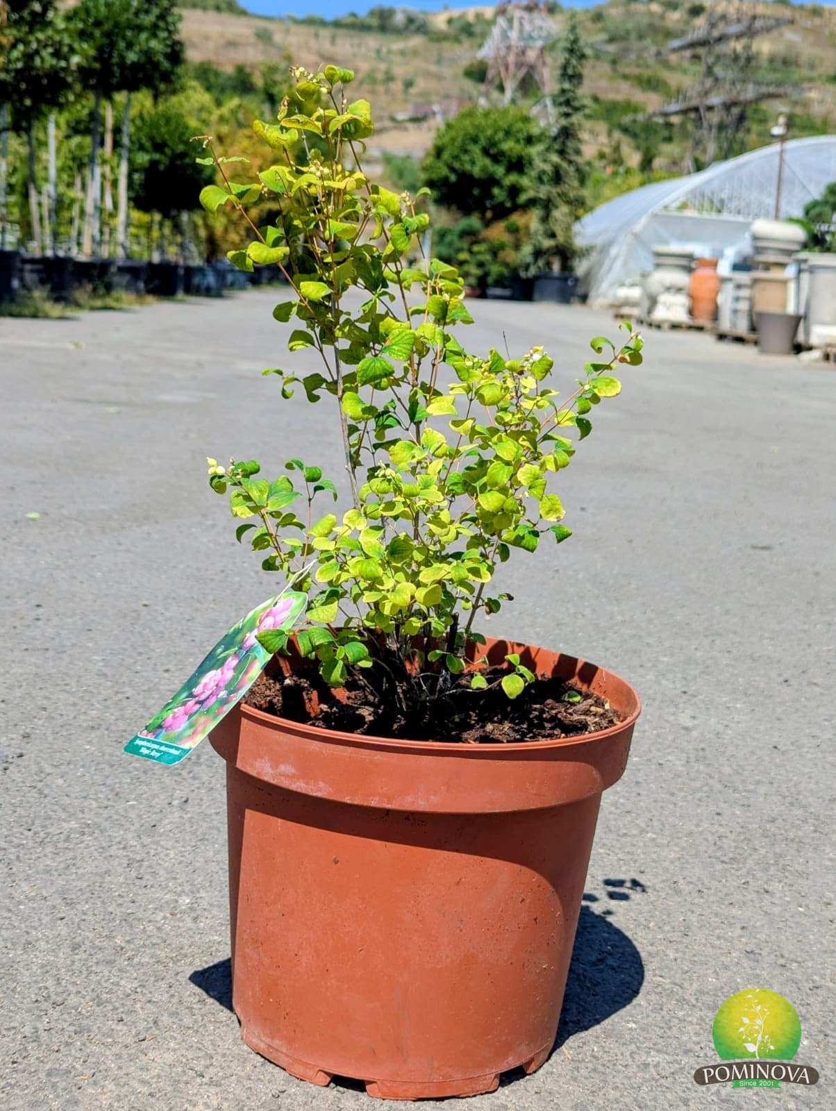 Symphoricarpos 'Magic Berry' (Symphoricarpos X doorenbosii 'Magic Berry') — imagine 1
