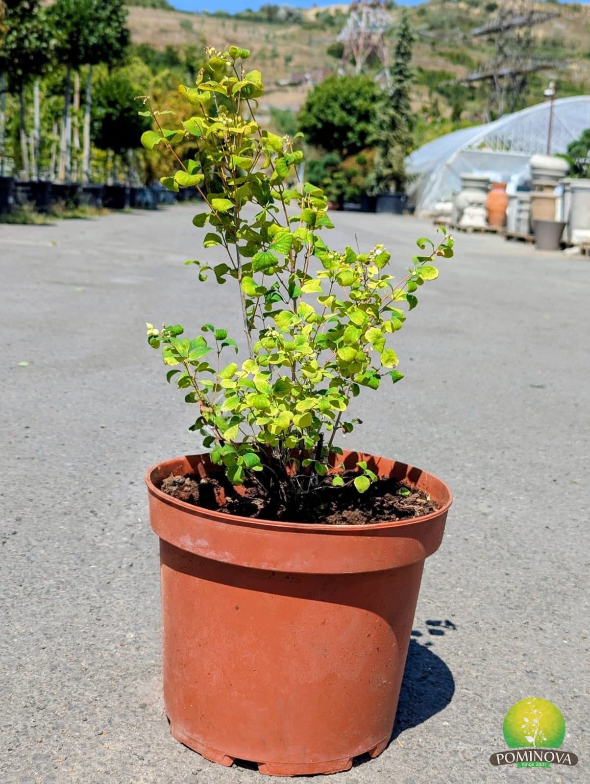 Symphoricarpos 'White Hedge' (Symphoricarpos × doorenbosii 'White Hedge') — imagine 1