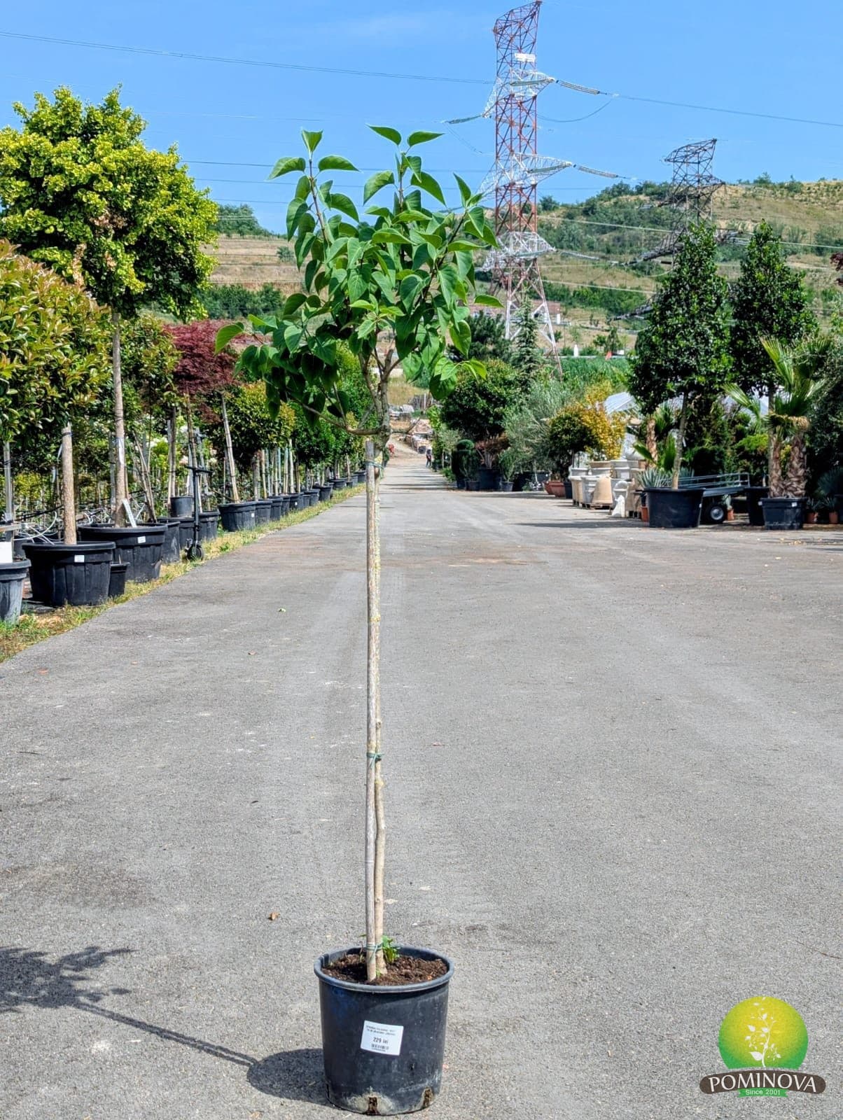 Liliac copăcel (Syringa vulgaris - Trunchi) — imagine 1
