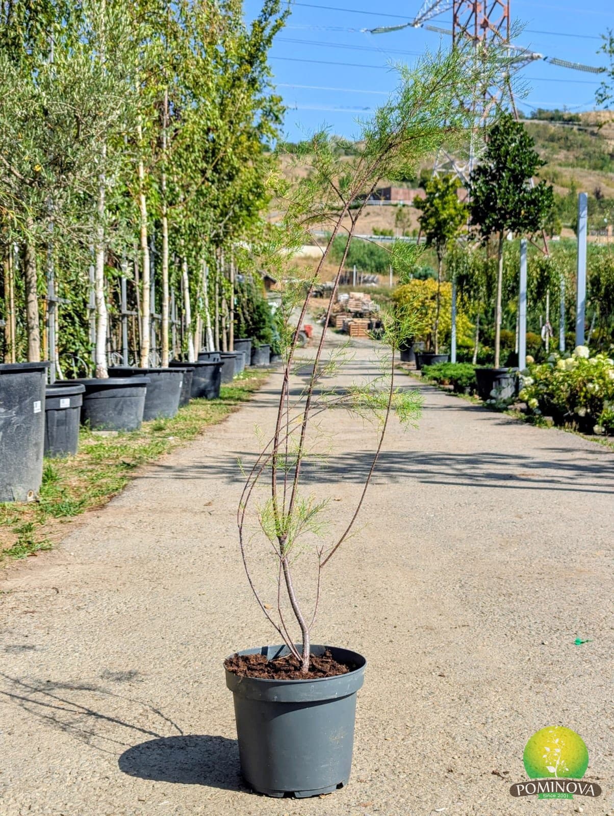 Tamarix (Tamarix tetrandra) — imagine 1