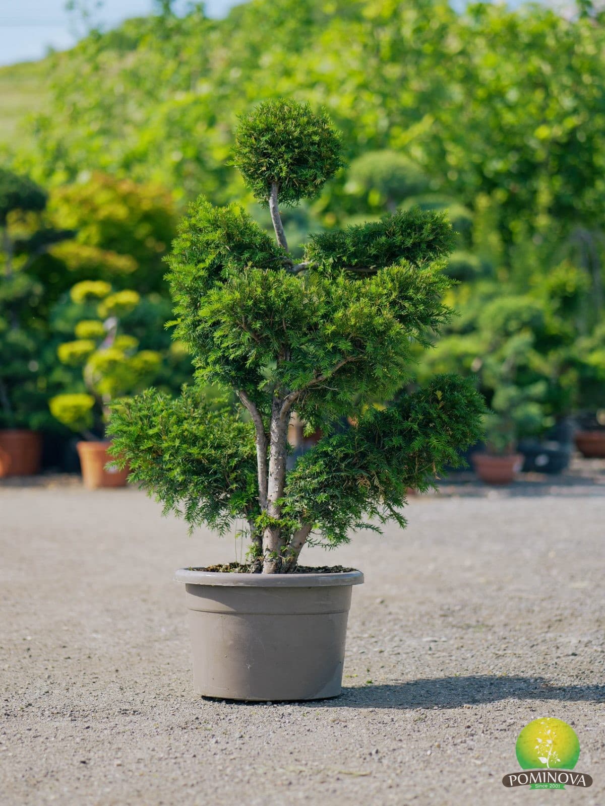 Taxus baccata - Bonsai — imagine 1