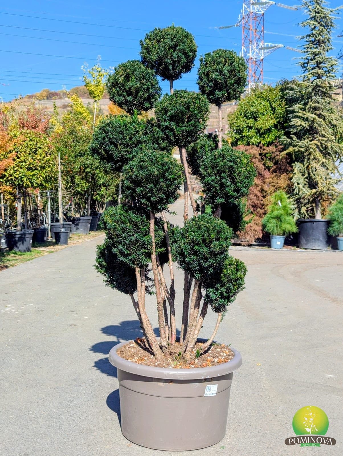 Taxus media 'Hilli' - Pompons - imagine 1