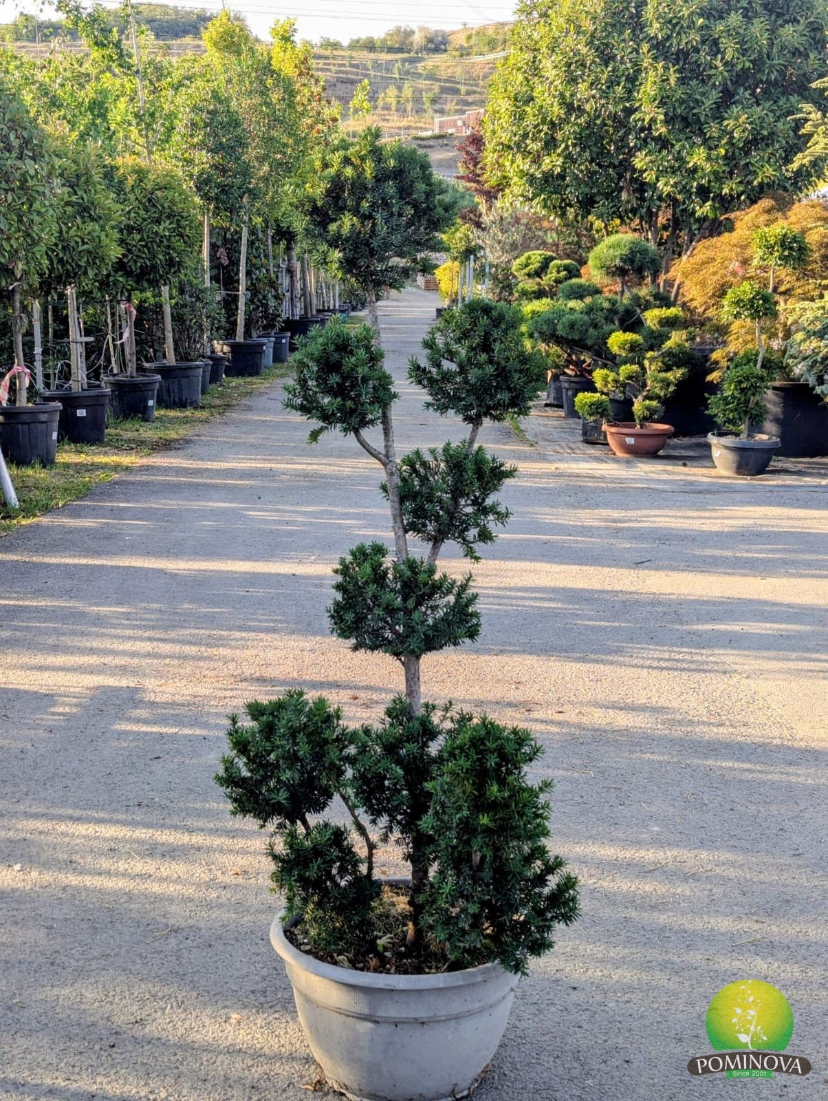 Taxus media 'Hillii' - Mini-Pompons — imagine 1