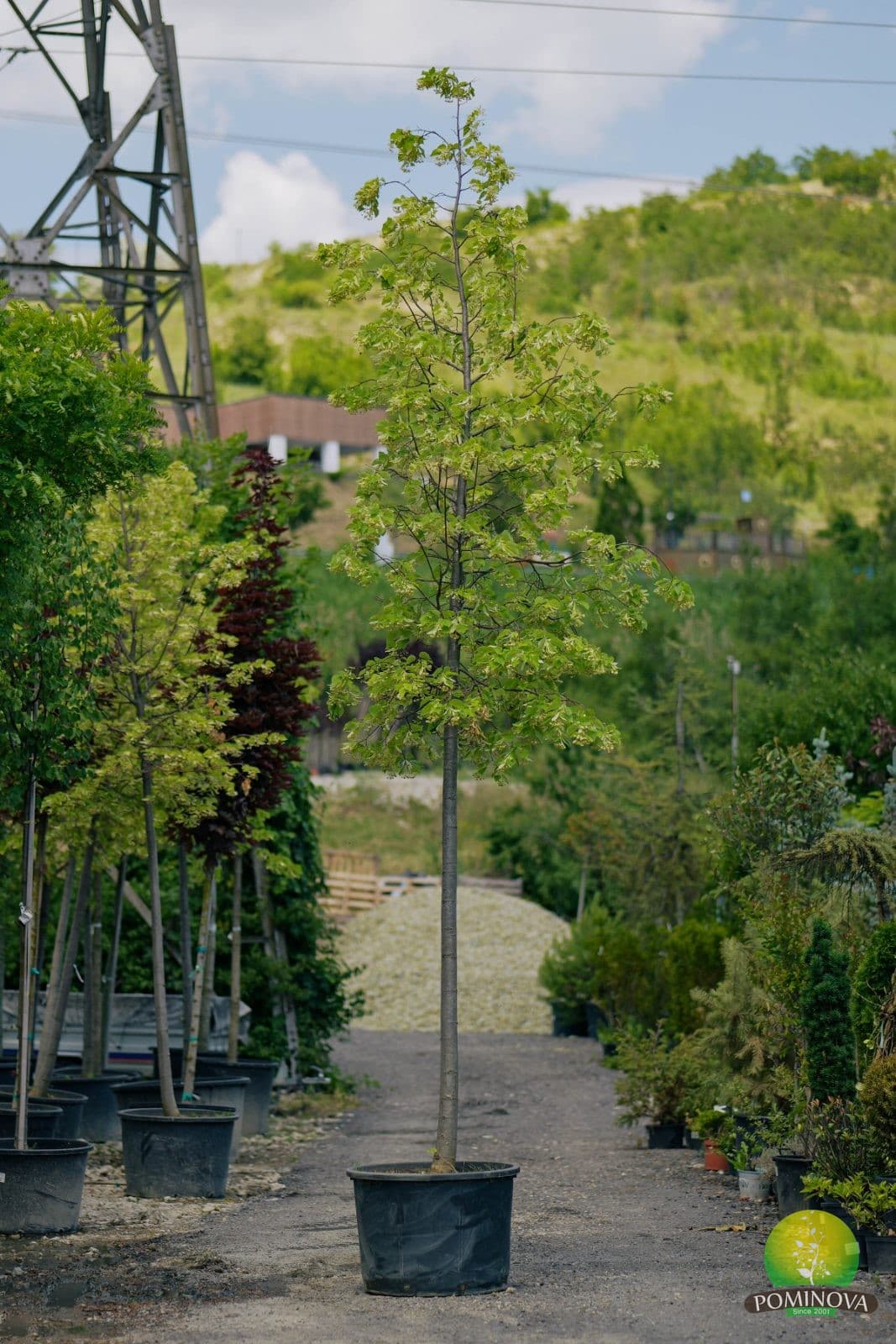 Tei american (Tilia americana 'Nova') — imagine 1