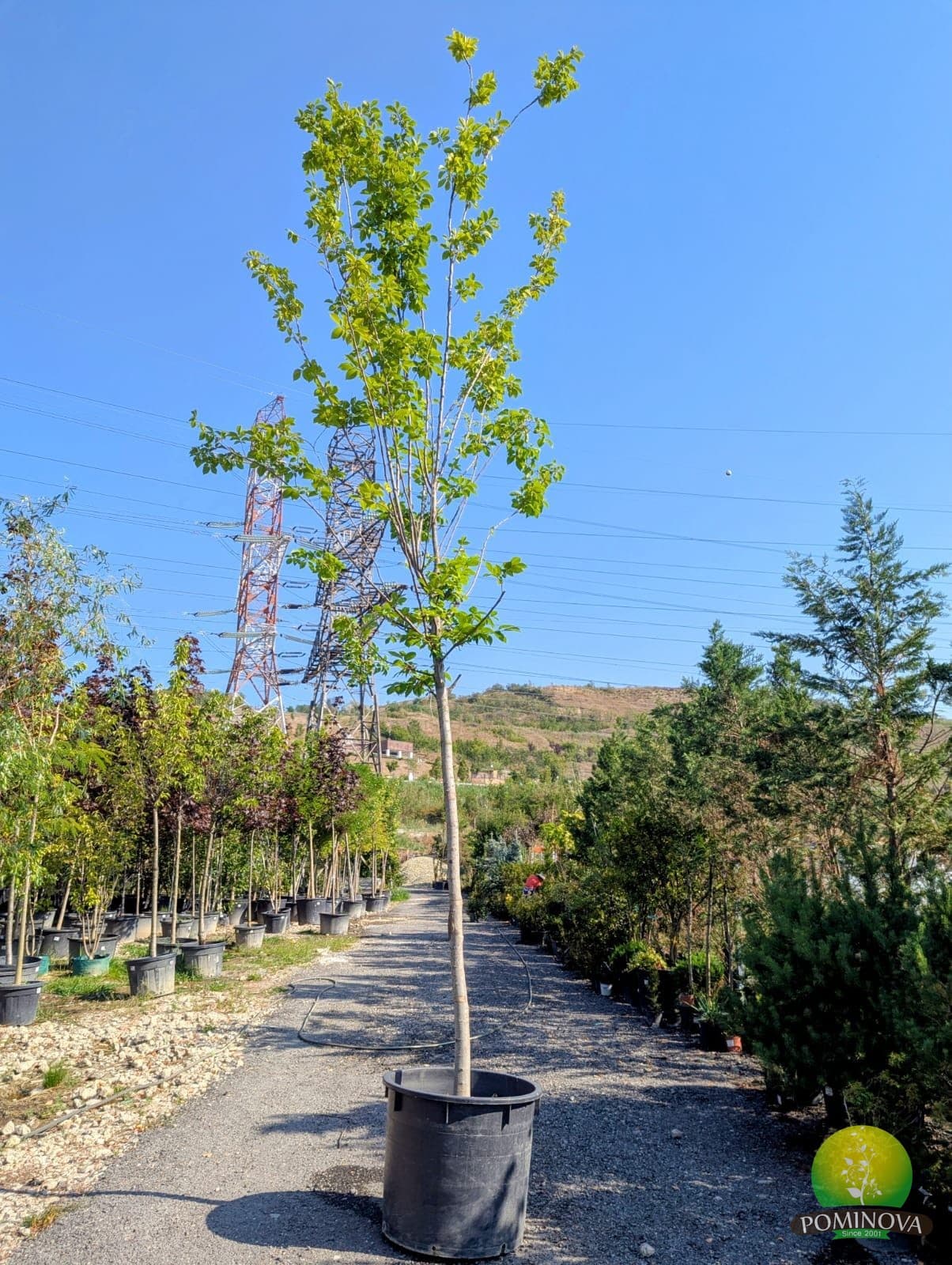 Tei argintiu 'Brabant' (Tilia tomentosa 'Brabant') — imagine 1