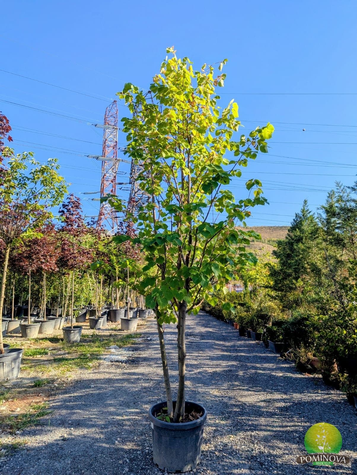 Tei cu frunze mari (Tilia platyphyllos) — imagine 1