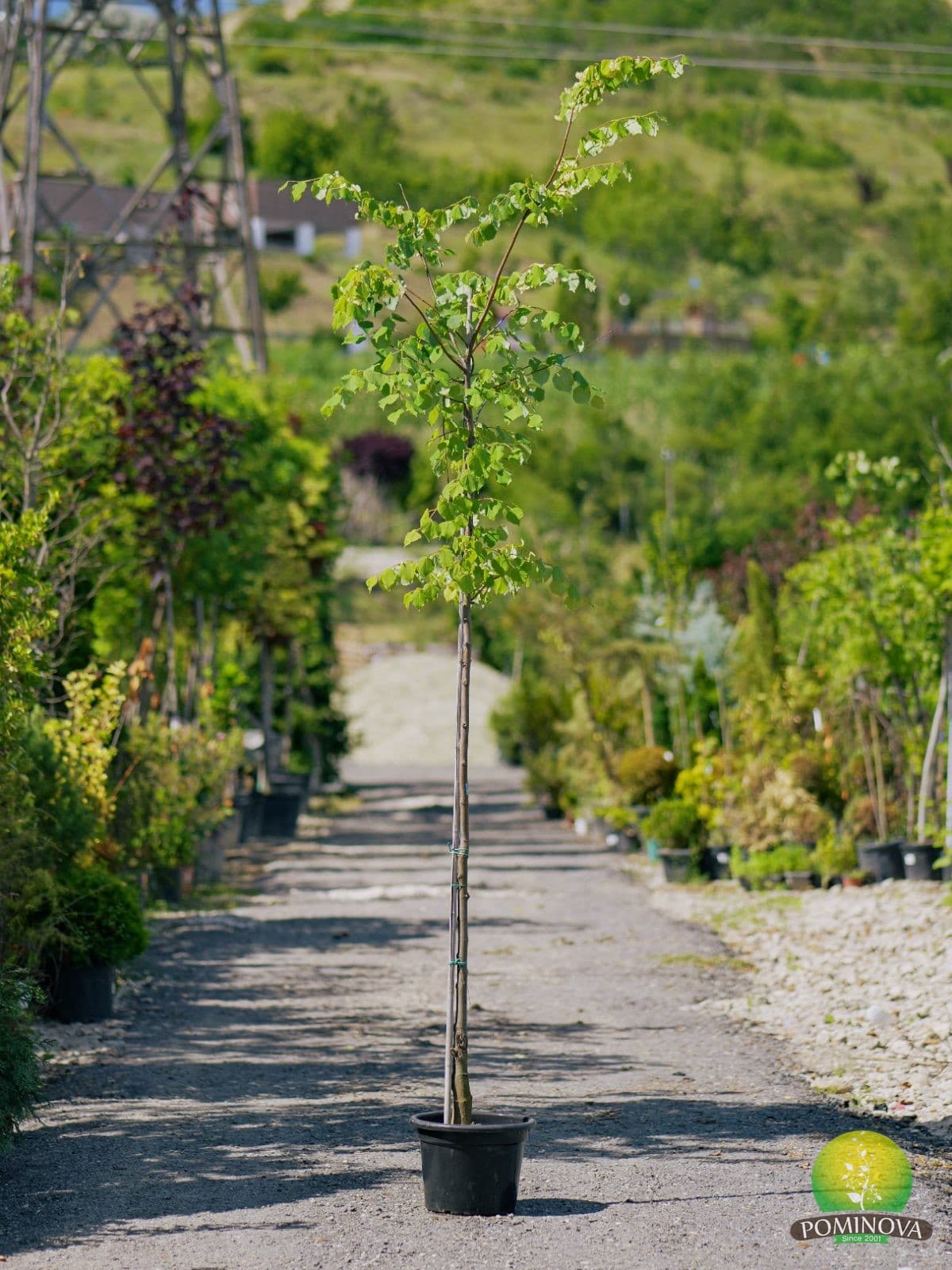 Tei cu frunze mici (Tilia cordata) — imagine 1