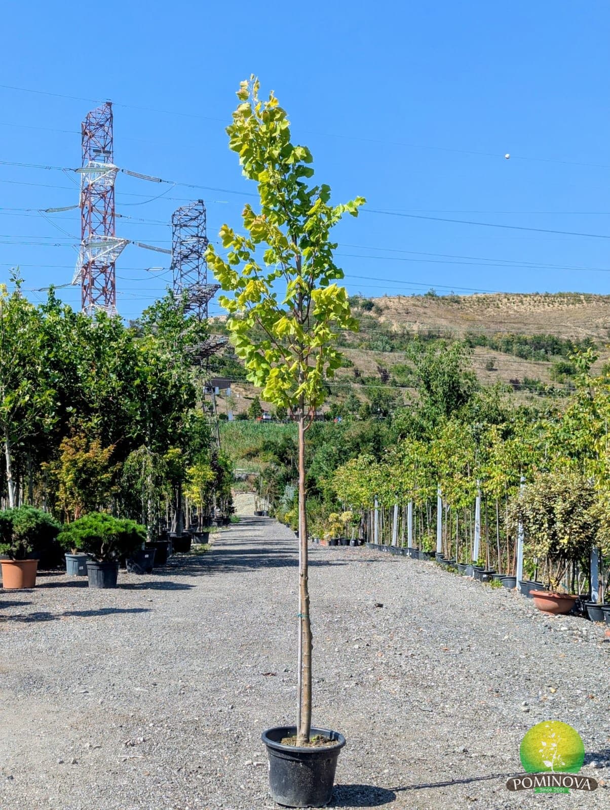 Tei european 'Pallida' (Tilia europaea 'Pallida') — imagine 1