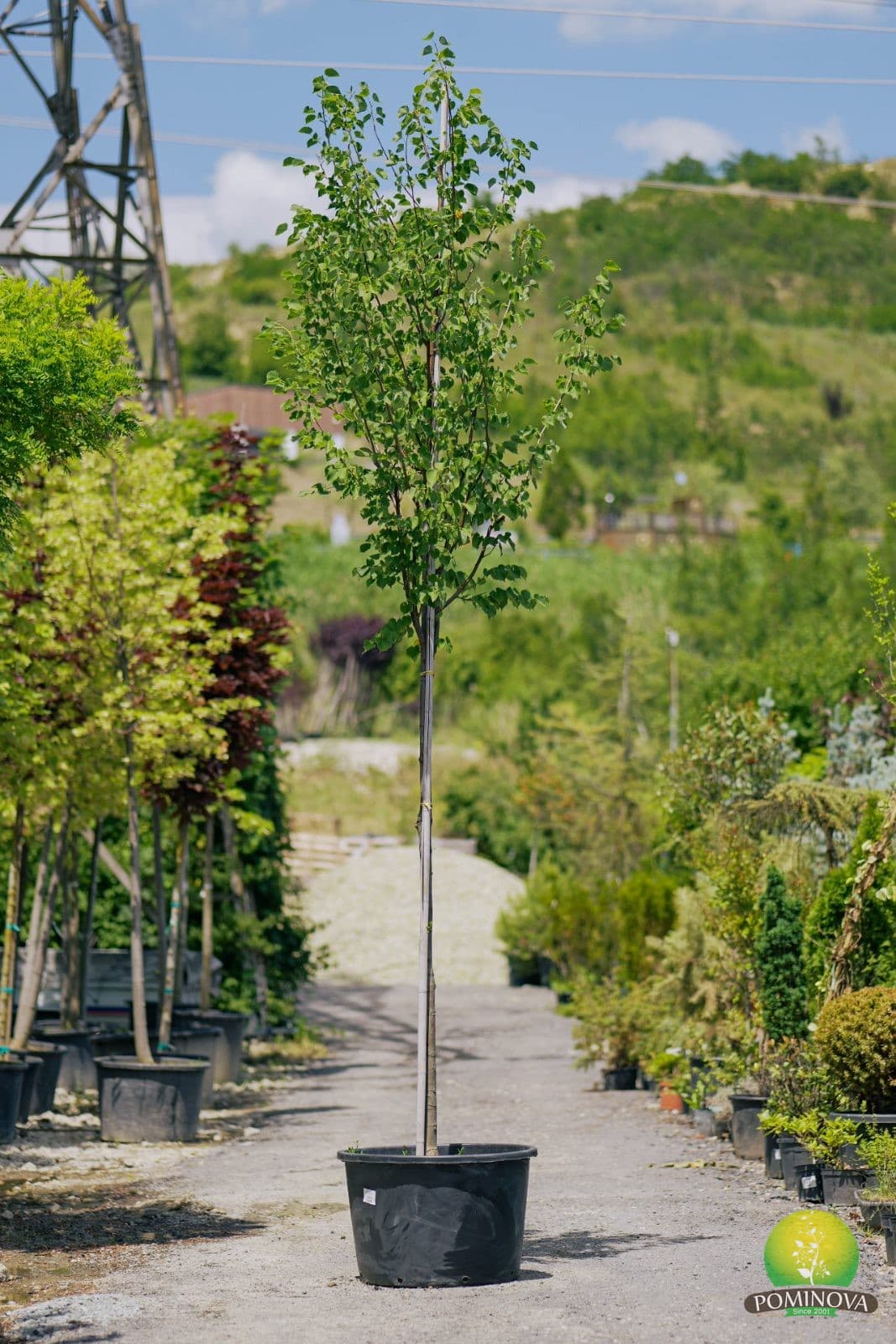 Tei cu frunze mici (Tilia cordata 'Greenspire') — imagine 1