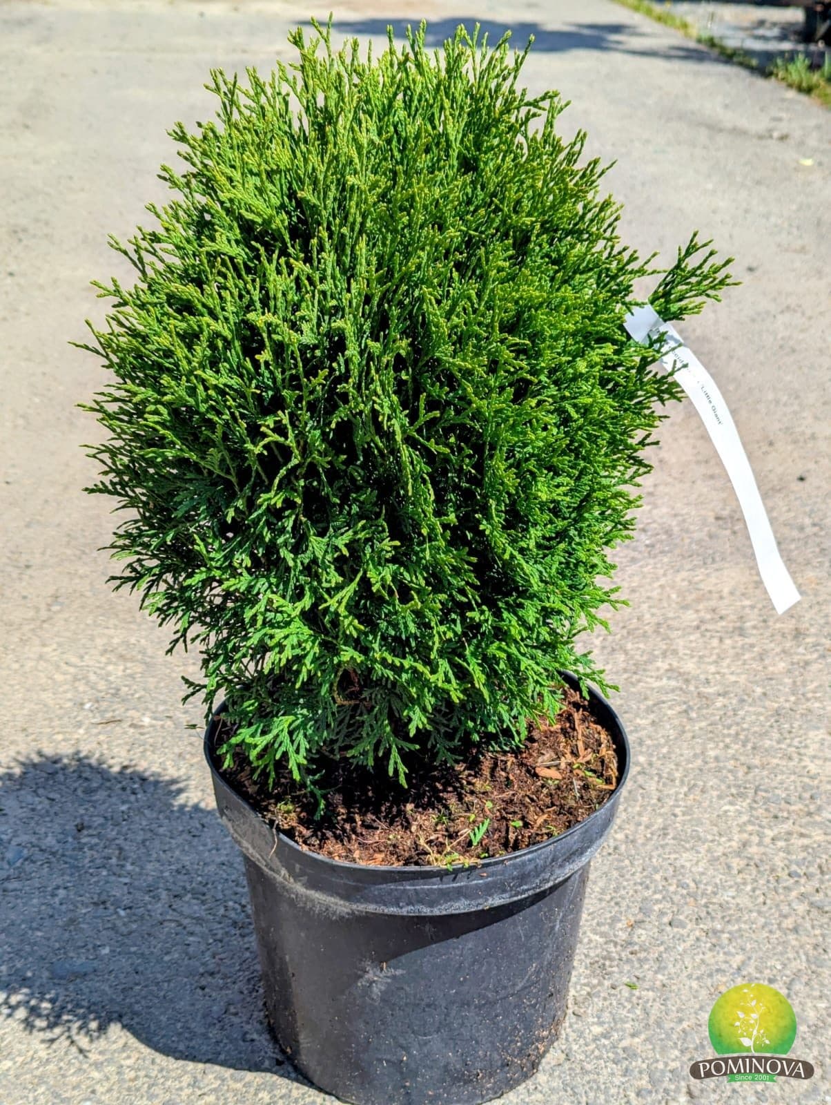 Thuja 'Little Giant' (Thuja occidentalis 'Little Giant') — imagine 1