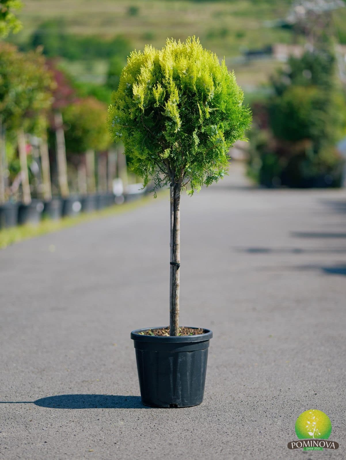 Thuja occ. 'Aurea Nana' (Thuja occidentalis 'Aurea Nana') — imagine 1