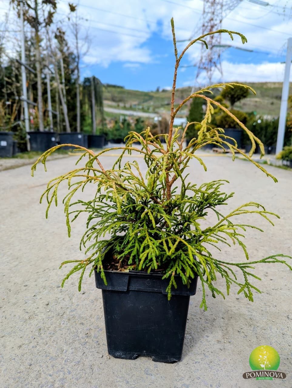 Thuja occ. 'Kager's Beauty' — imagine 1