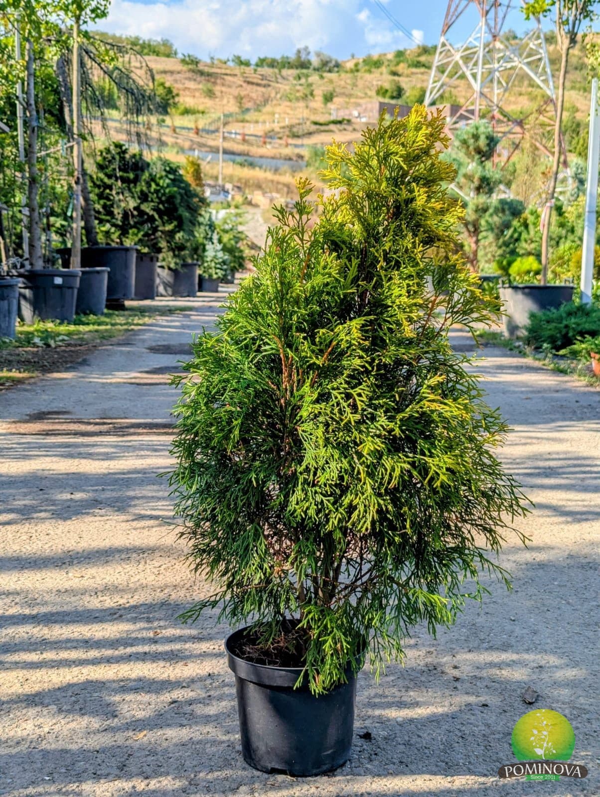 Thuja occ. 'Sun Drop' (Thuja occidentalis 'Sun Drop' ) — imagine 1