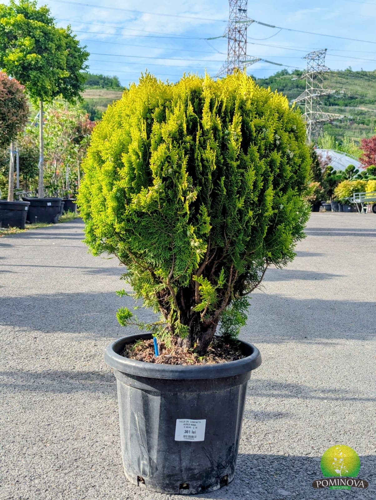 Thuja or. 'Compacta Aurea Nana' (Thuja orientalis 'Compacta Aurea Nana') — imagine 1