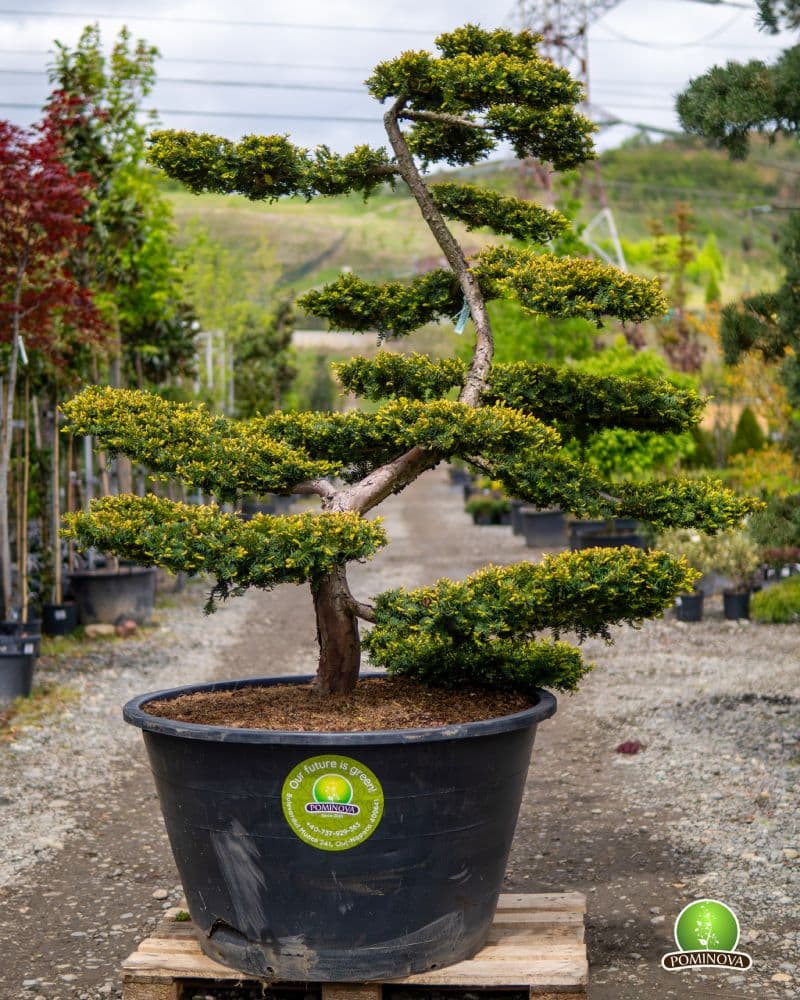 Tisa Bonsai (Taxus baccata)