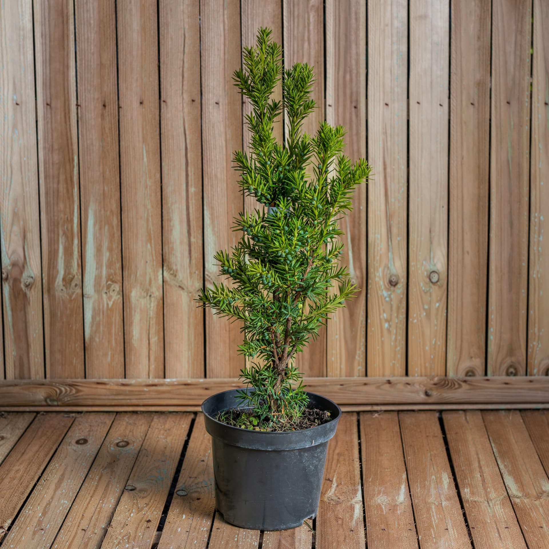 Tisa columnară (Taxus x media 'Hicksii') — imagine 1
