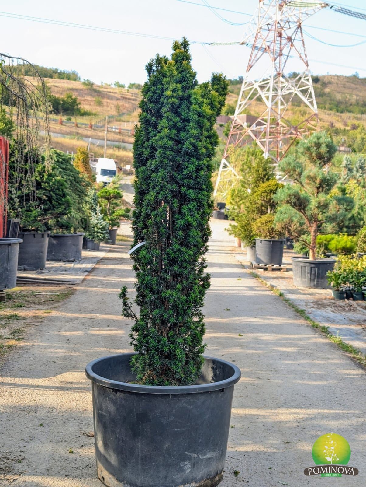 Tisă columnară Aurea (Taxus baccata 'Fastigiata Aurea') — imagine 2