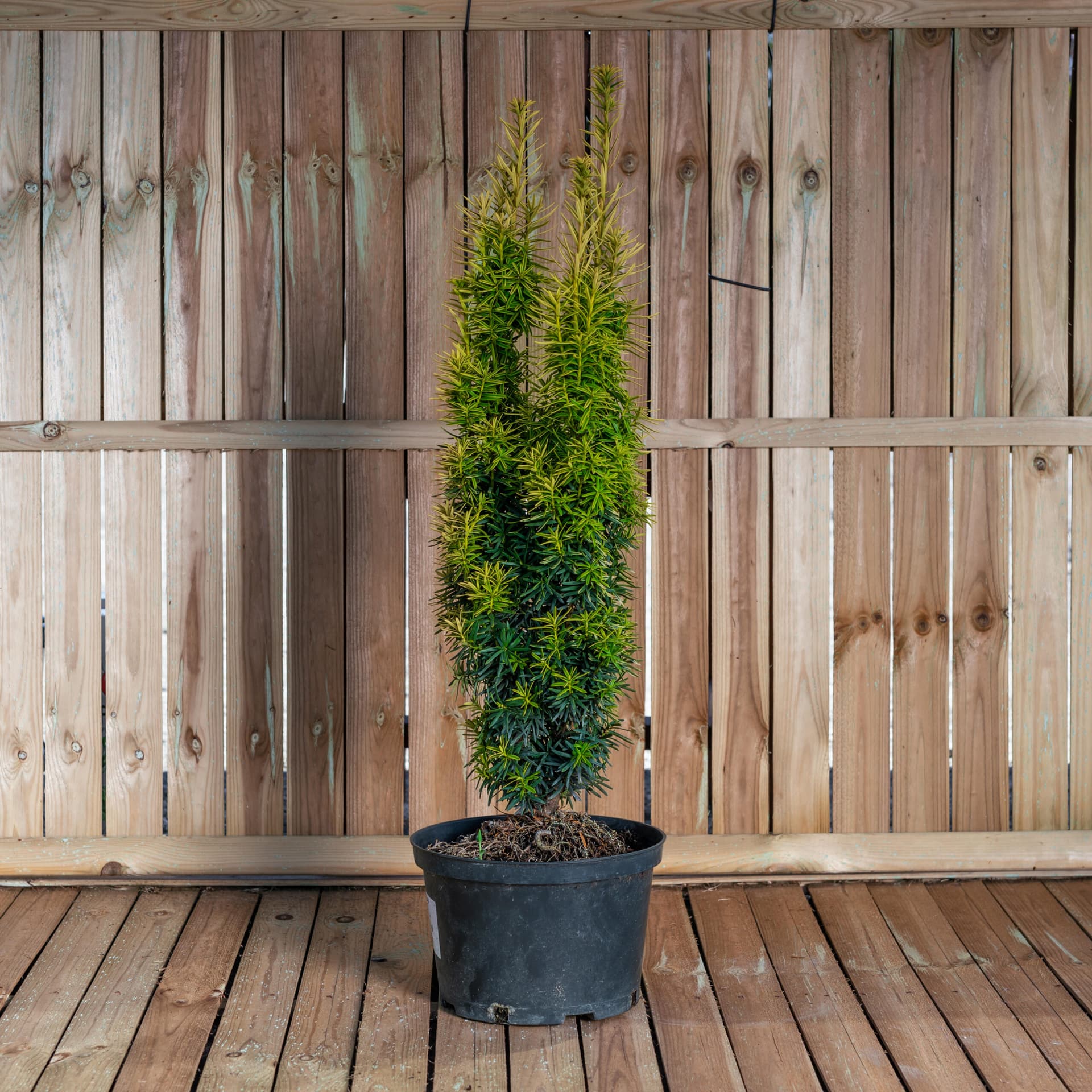 Tisa columnară aurie (Taxus baccata 'David')