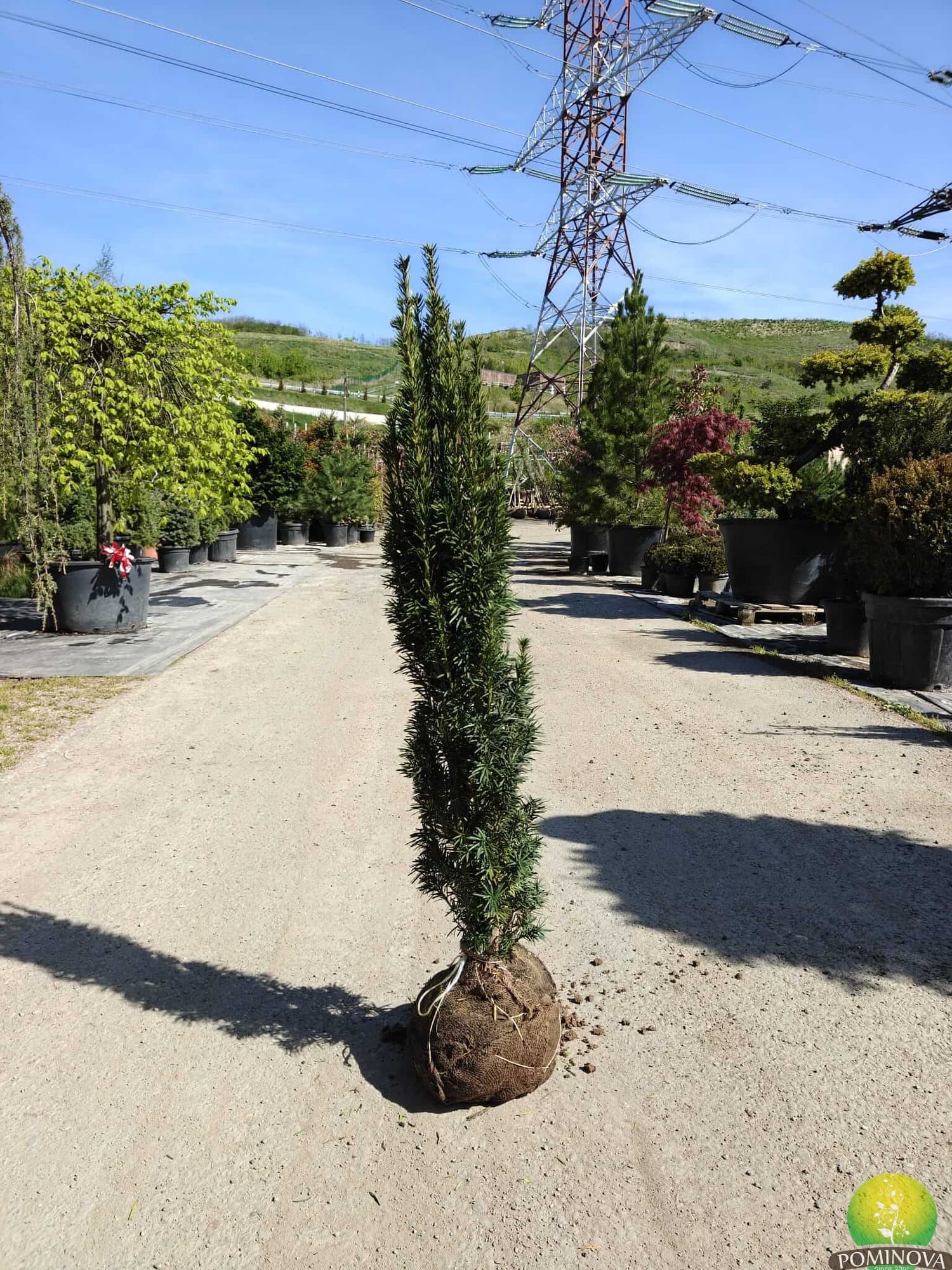 Tisă columnară Robusta (Taxus baccata 'Robusta Fastigiata')