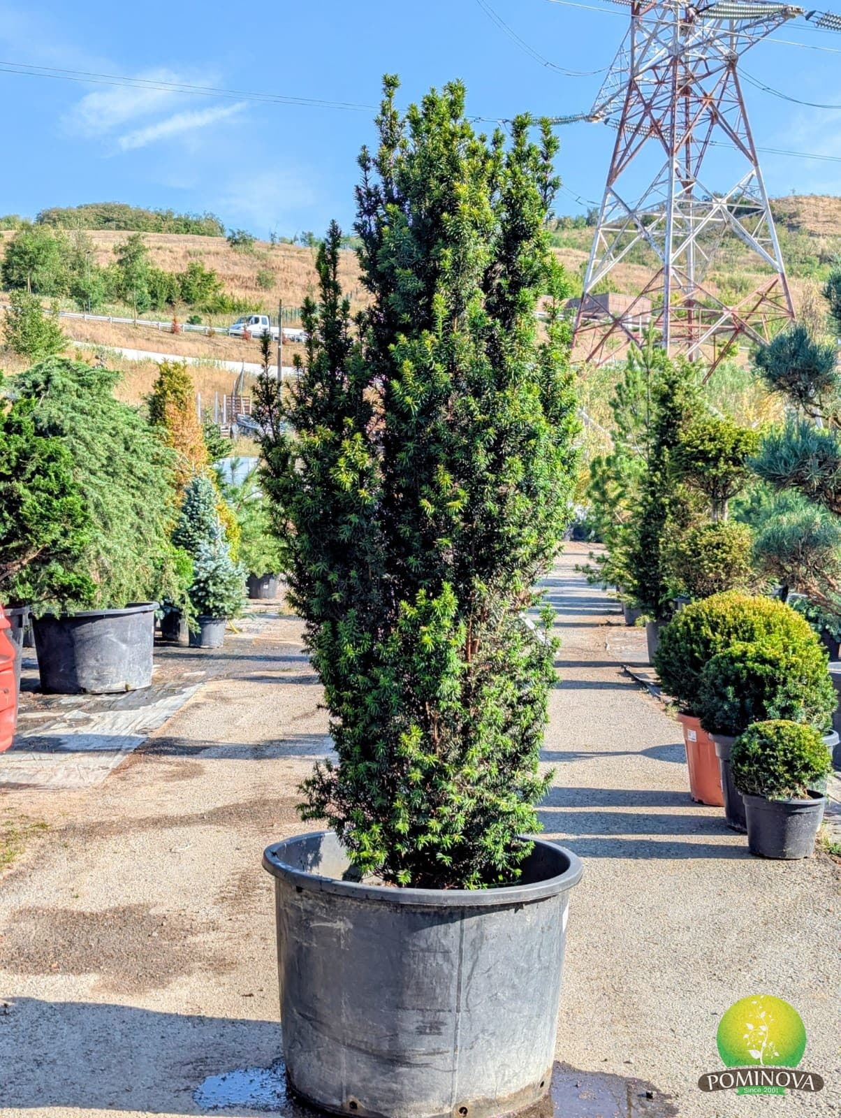 Tisă columnară 'Sonata' (Taxus baccata 'Sonata') — imagine 1