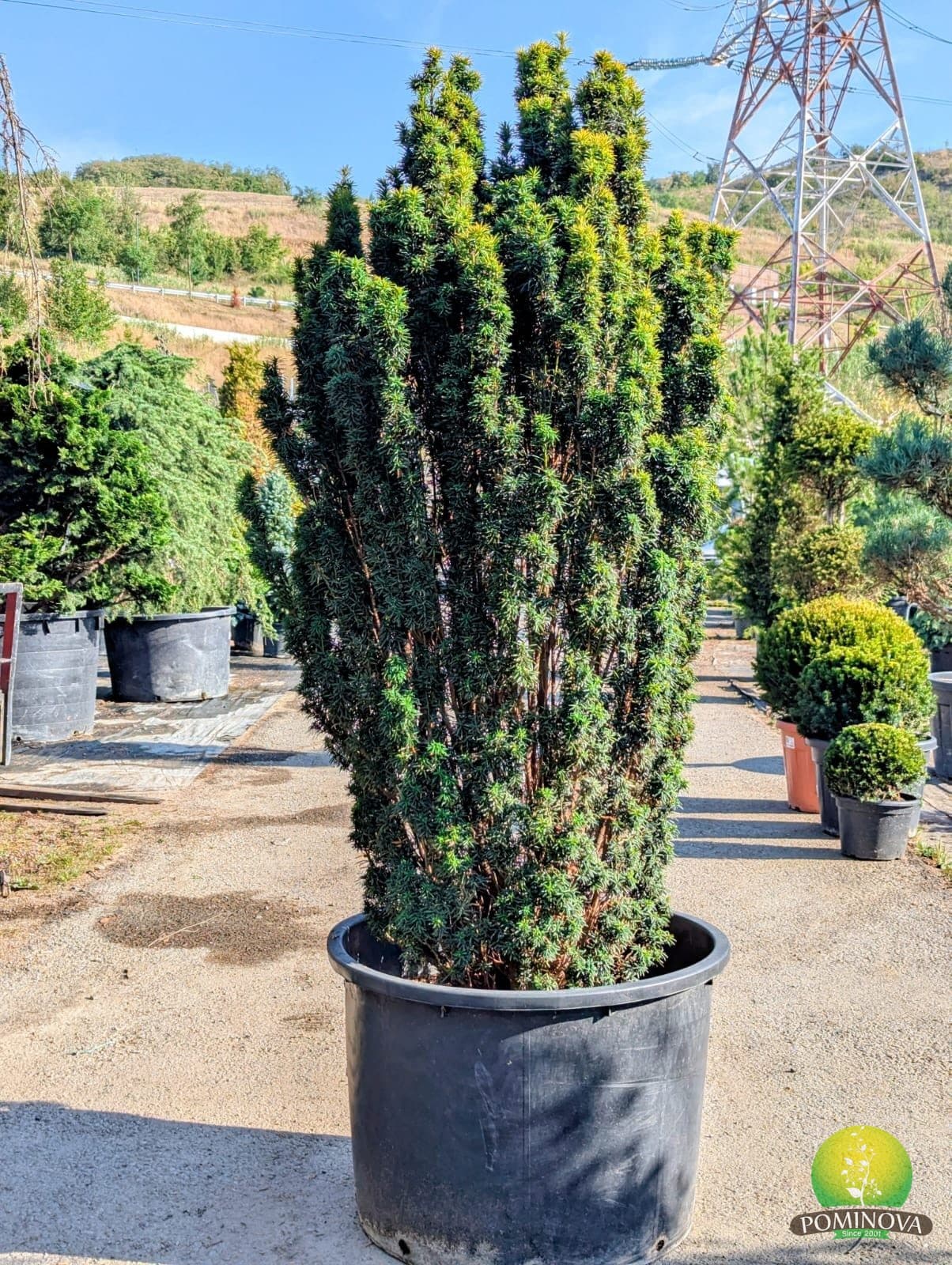 Tisă galbenă 'Standishii' (Taxus baccata 'Standishii') — imagine 1