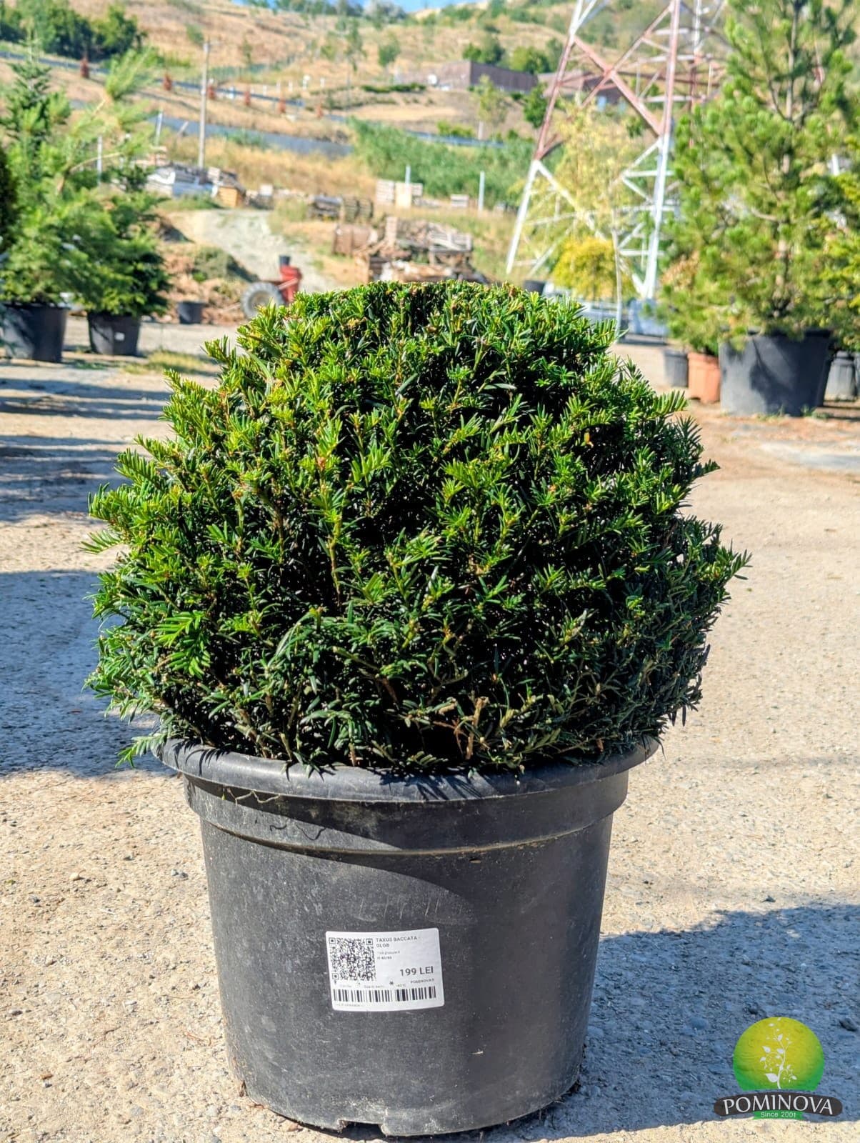 Tisă globulară (Taxus baccata - Glob) - imagine 3